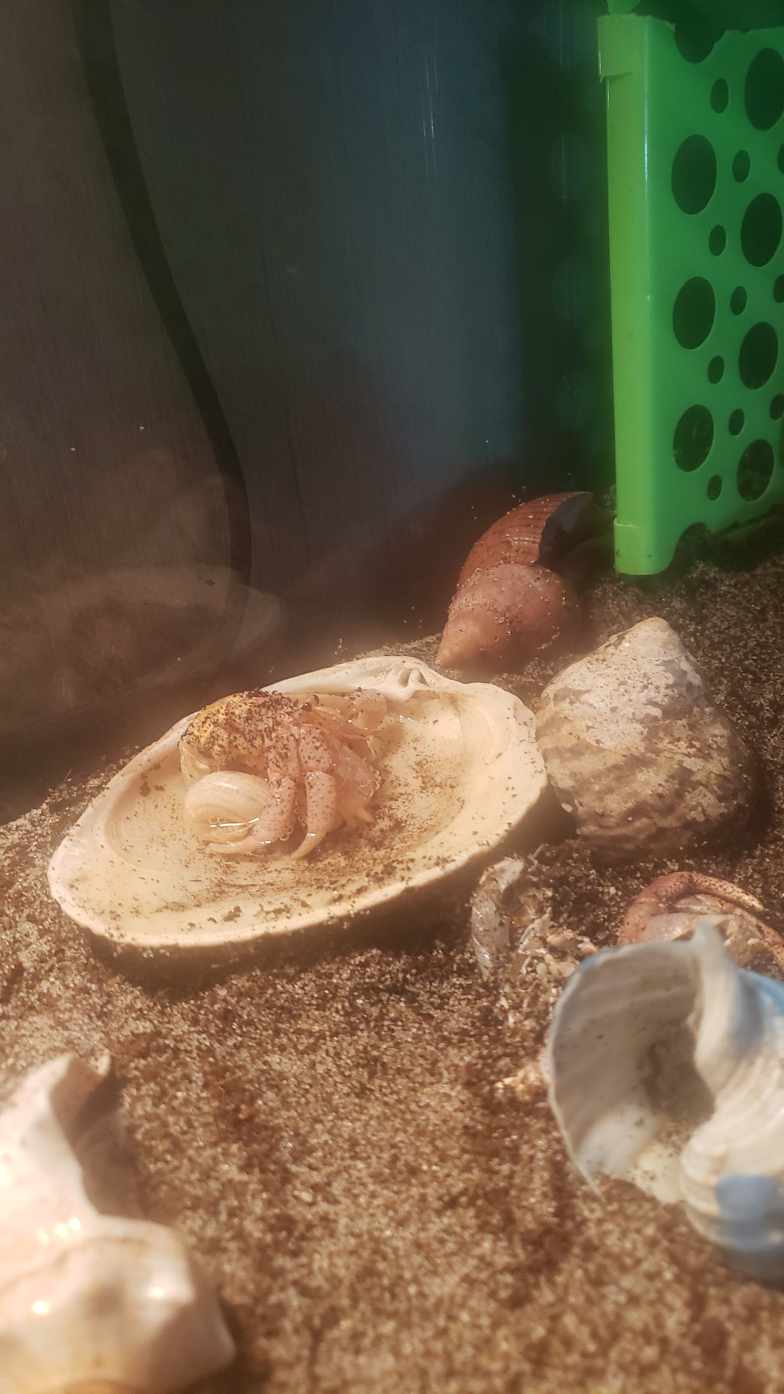 Hermit crab out of shell soaking in water post shedding