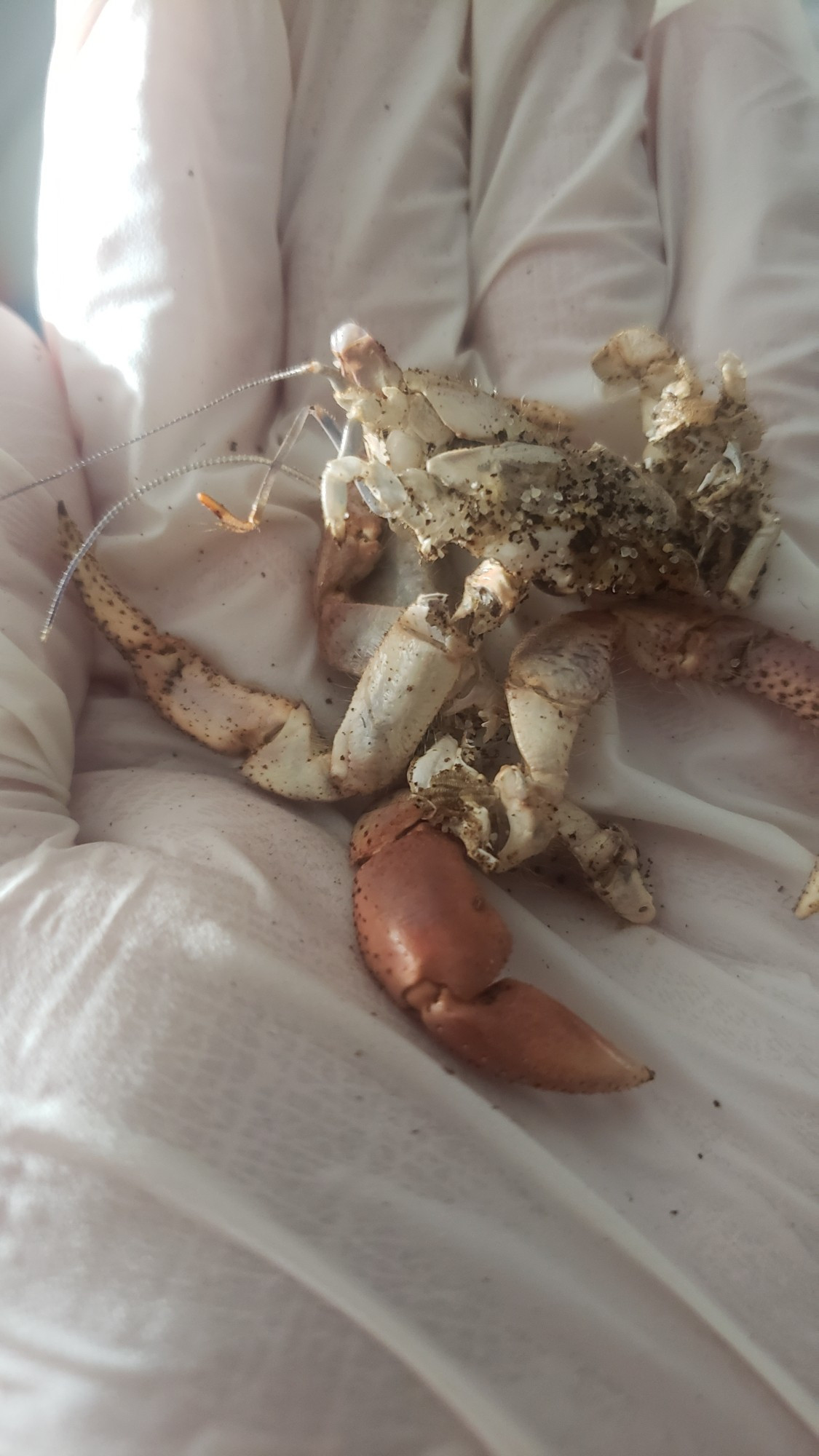 Hermit crab exoskeleton shedding