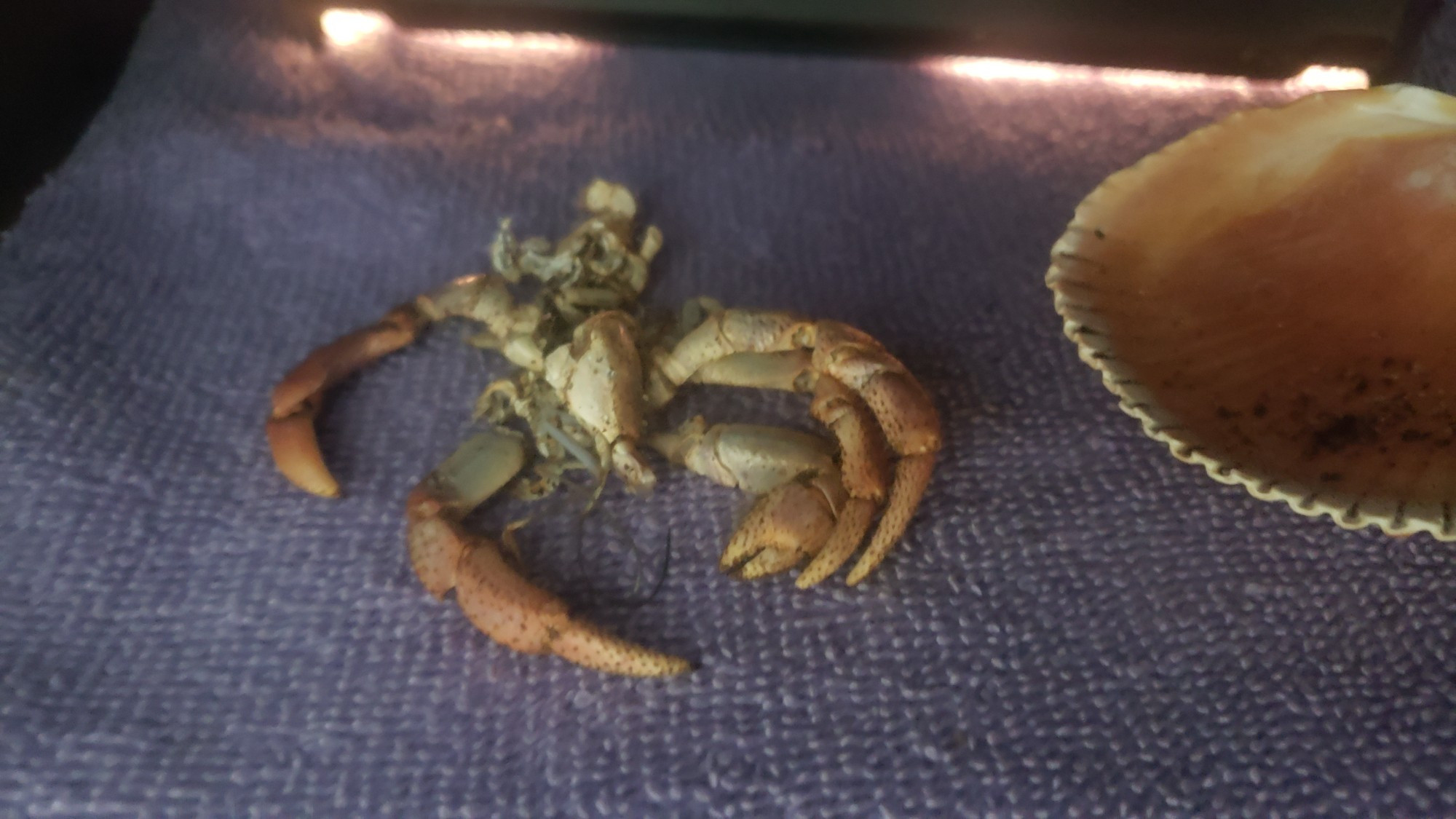 Exoskeleton of hermit crab