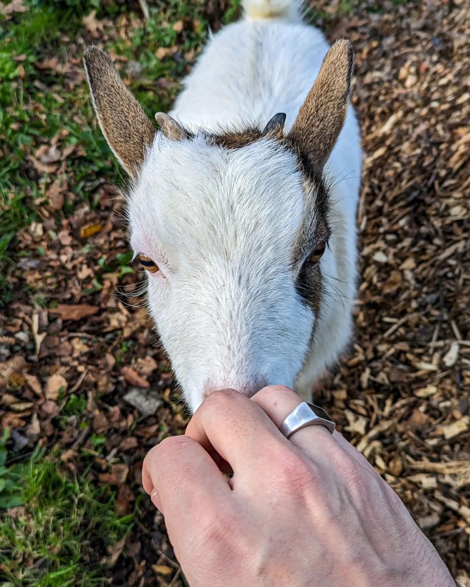 Une chèvre qui renifle une main