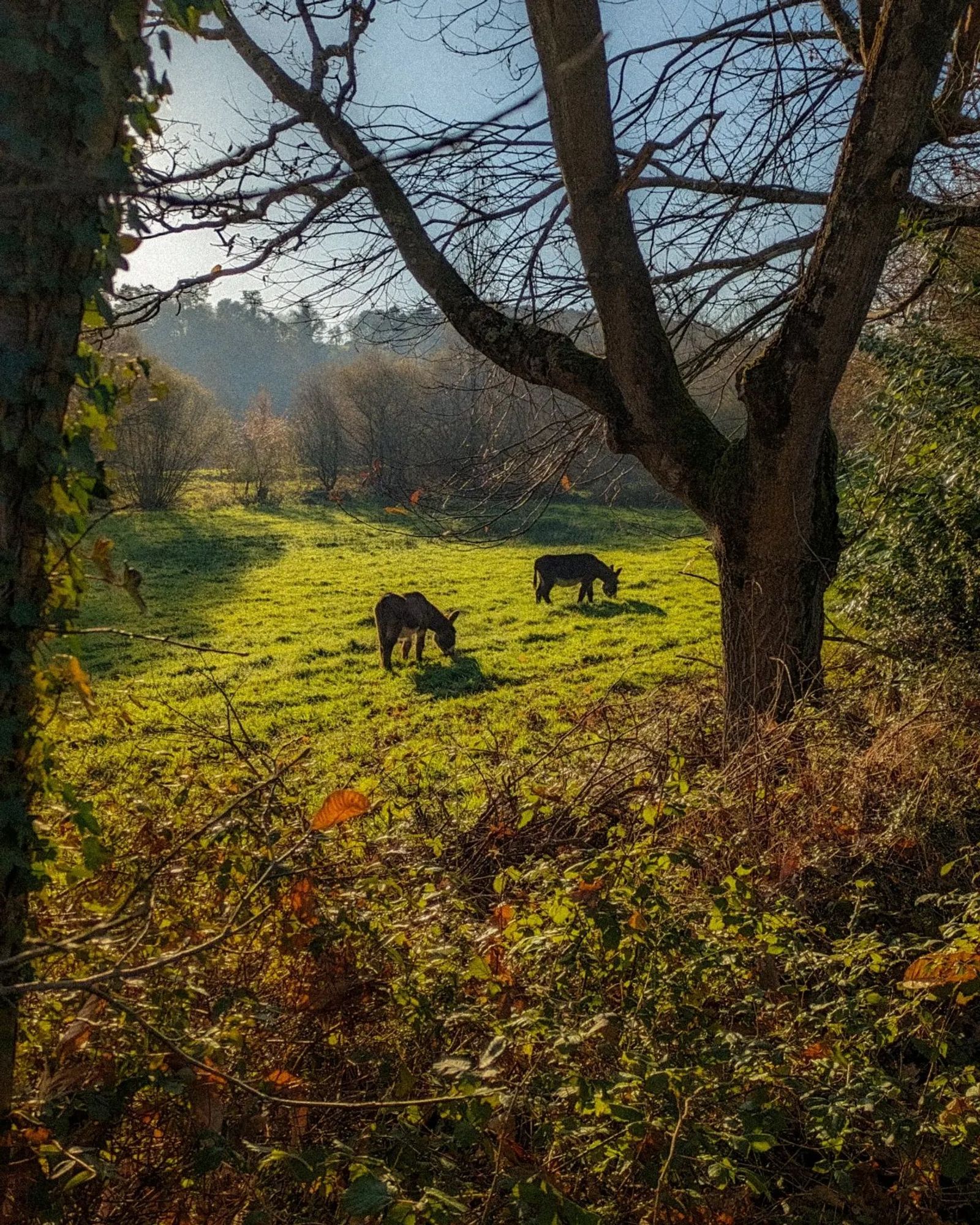 Deux ânes dans un champ au soleil