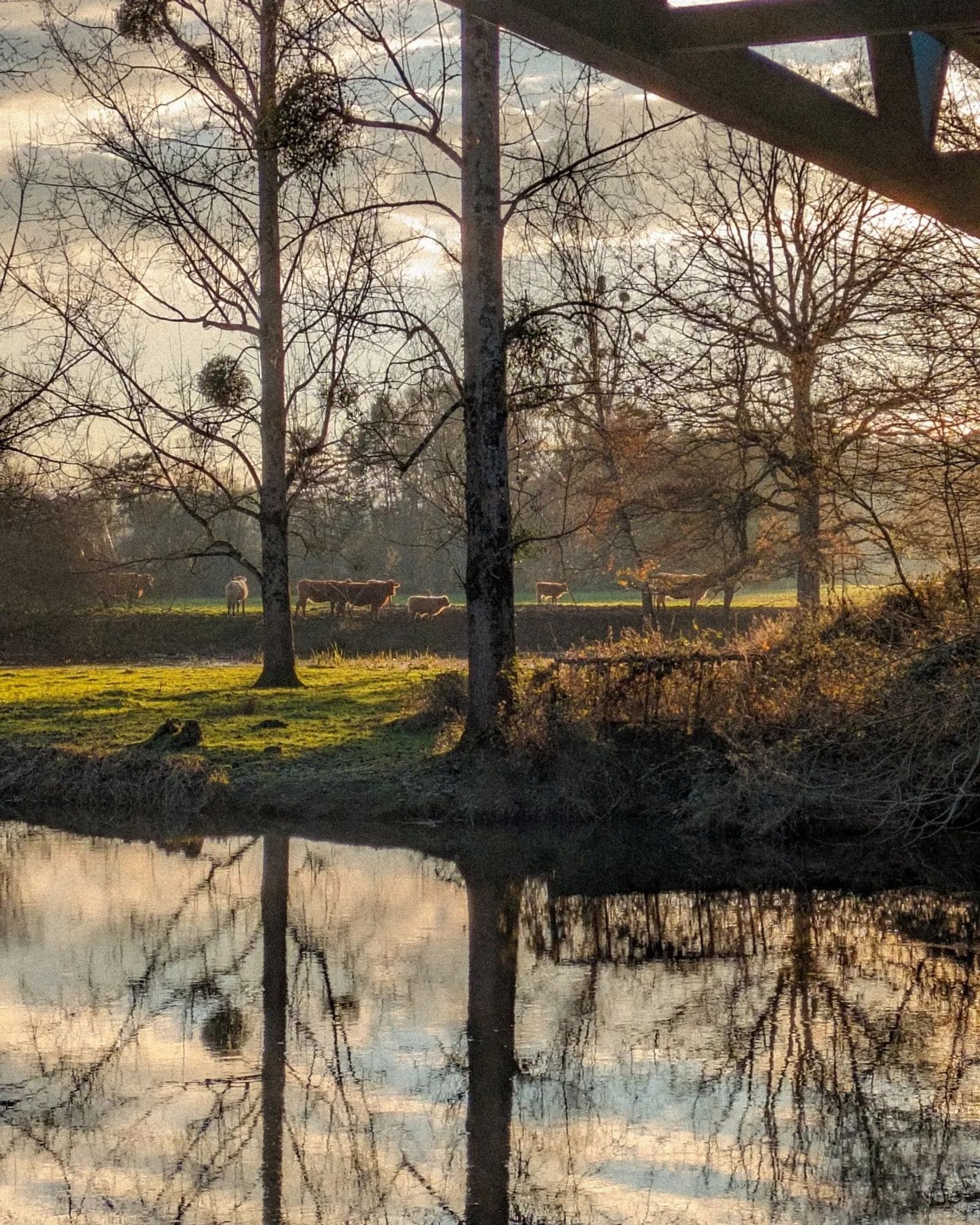 Des vaches au soleil couchant au bord de l'eau