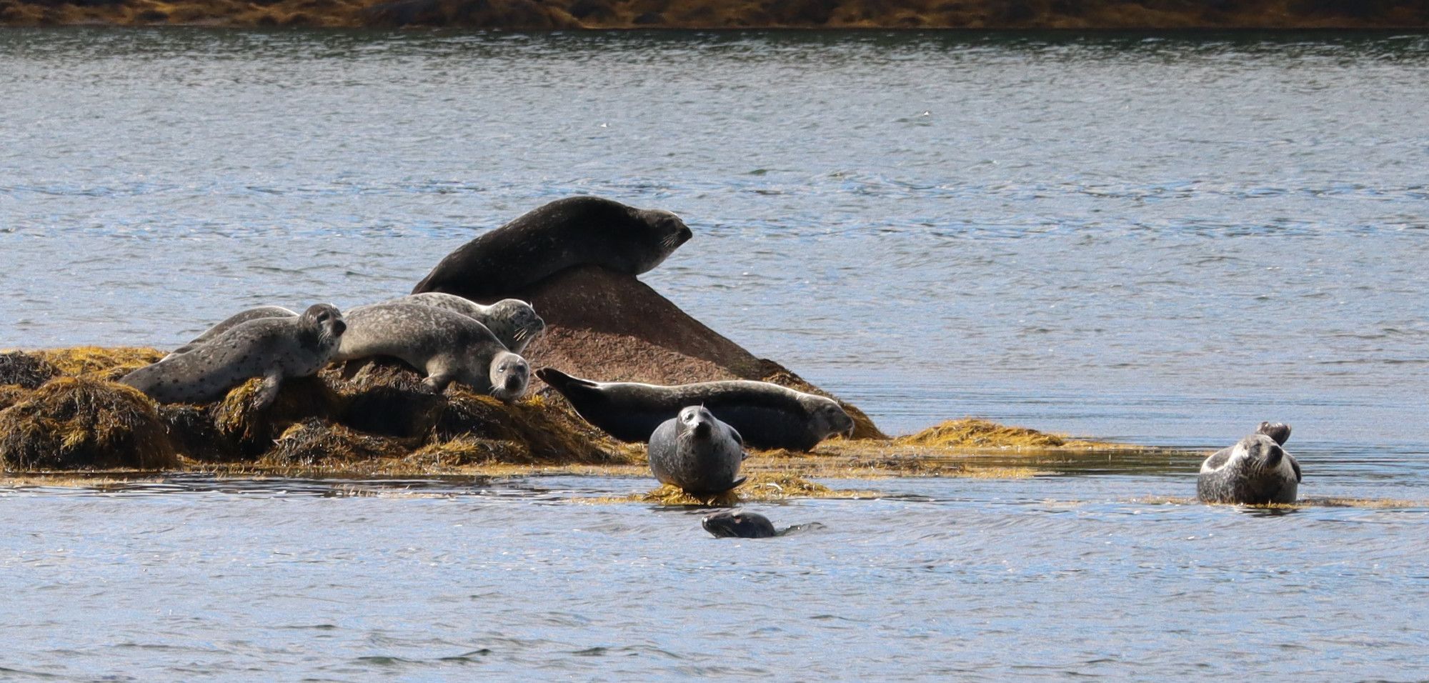 Photo: A group of Harbour Seals lay on top of seaweed covered rocks on the ocean. Eight seals are visible, one swimming nearby is only visible from the neck up. Their colours range from dark greys to light greys. A few have vibrant spotted patterns.