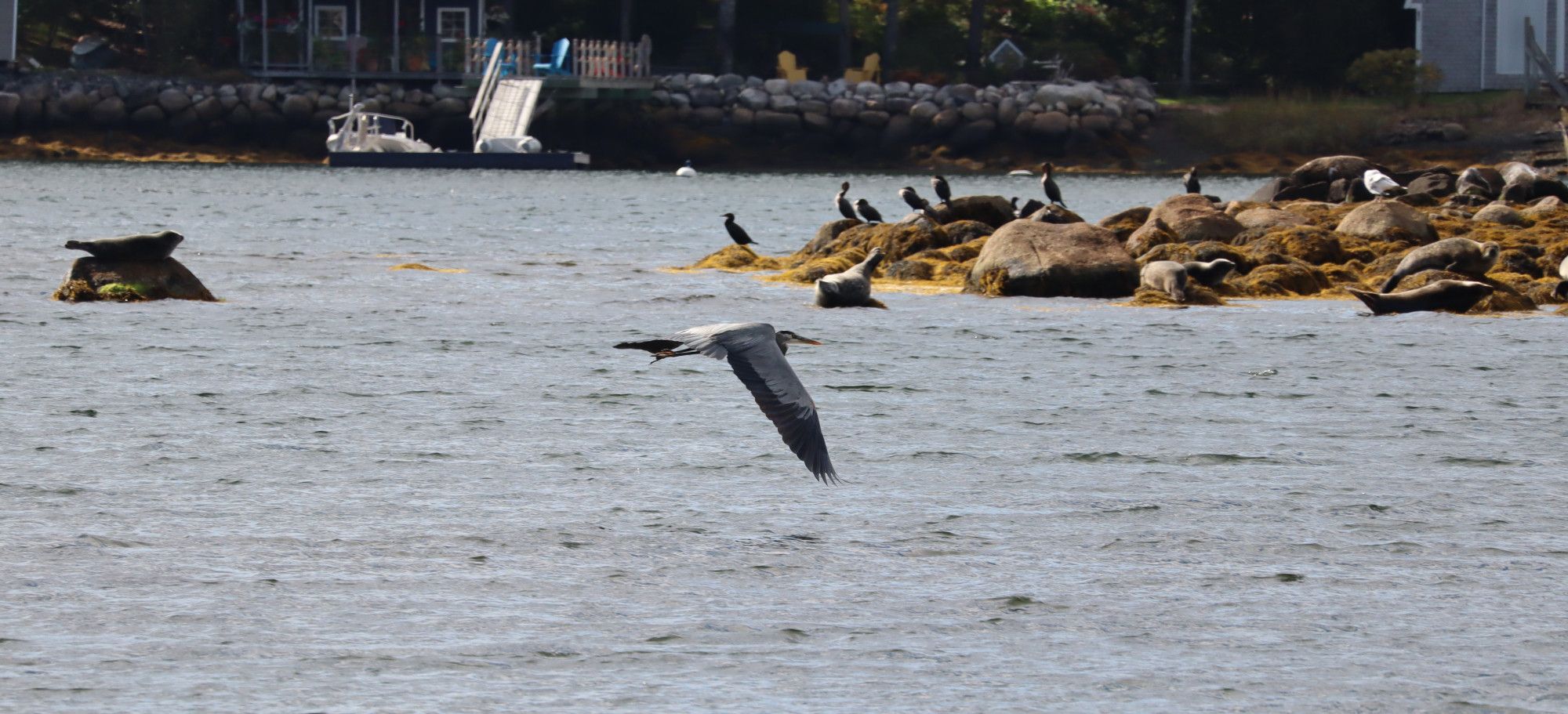 Photo: A Great Blue Heron flies past a pod of Harbour Seals sunning on nearby rocks. Their wings are fully extended, one horizontal, the other bent downward to turn sharply.