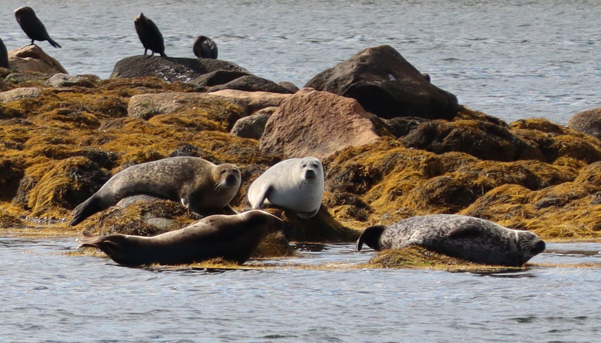 Photo: A group of Harbour Seals lay on top of seaweed covered rocks on the ocean beside a group of Cormorants. Four seals are visible, their colours are brown, grey spots on pale grey, grey spots on copper and striking white with light grey spots.