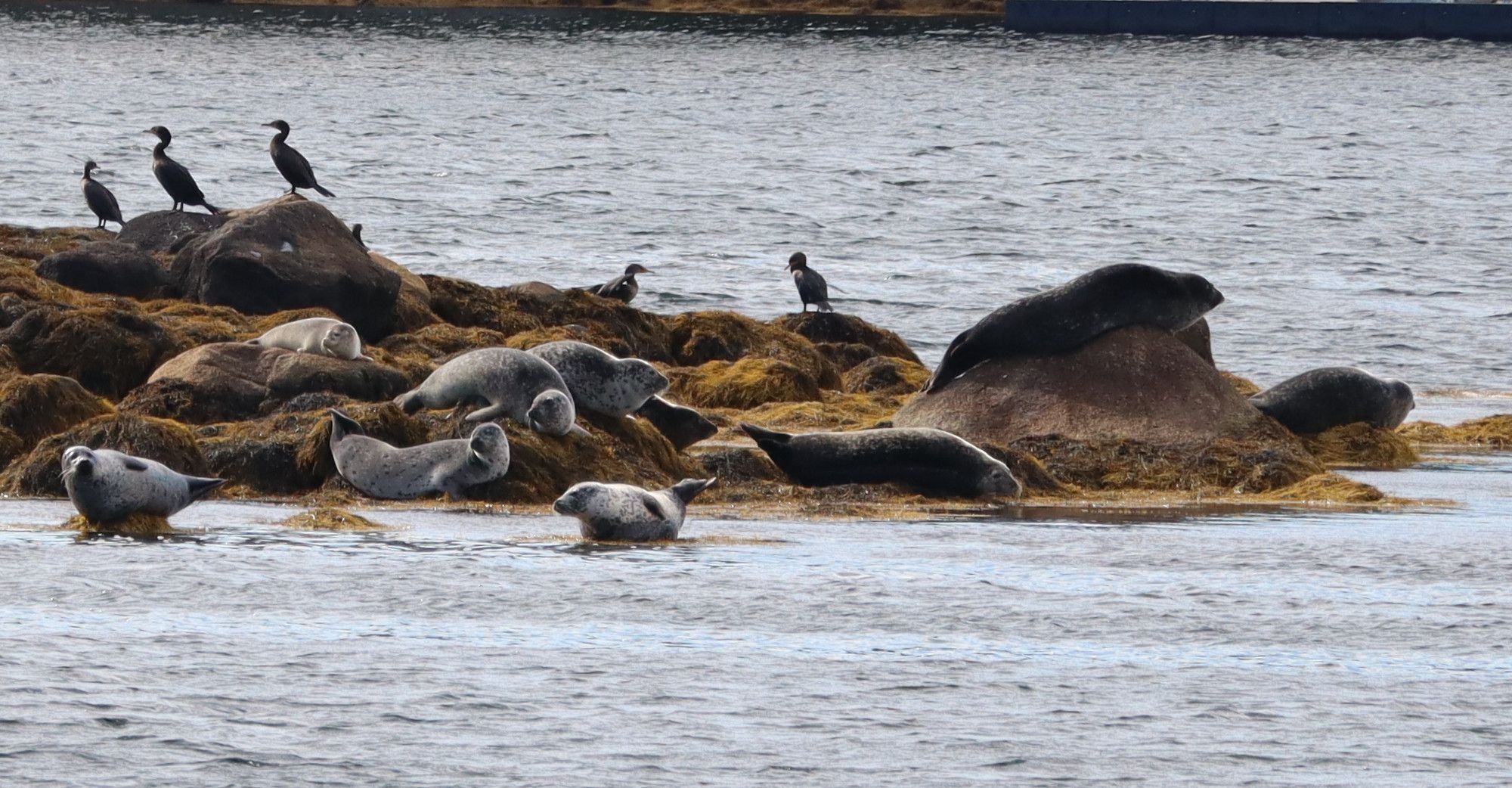 Photo: A group of Harbour Seals lay on top of seaweed covered rocks on the ocean beside a group of Cormorants. Ten seals are visible, their colours range from dark greys to light greys and a light beige. Many have vibrant spotted patterns.