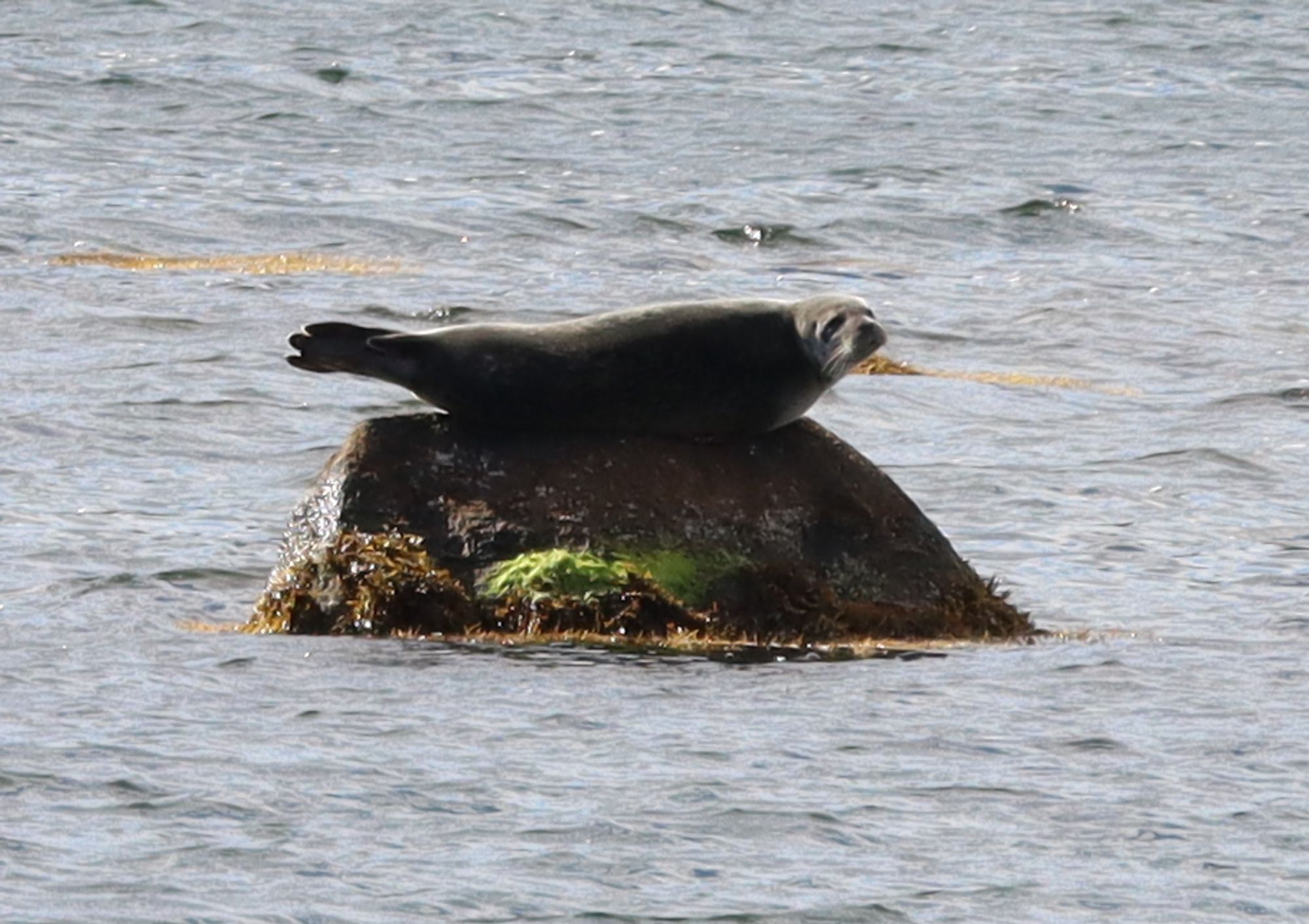 Photo: A Harbour Seal lays on top of a rock sticking out of the ocean. Their back and face are pointed toward the camera. Their coat is a dark grey, with pale highlights that shine in the sunlight.