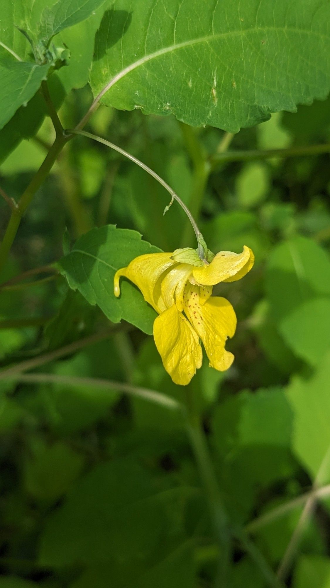 Bright yellow dangling flower on a bright green background. #yellowtouchmenot #wildflower #nativeflower #nativeplants #northcarolina
