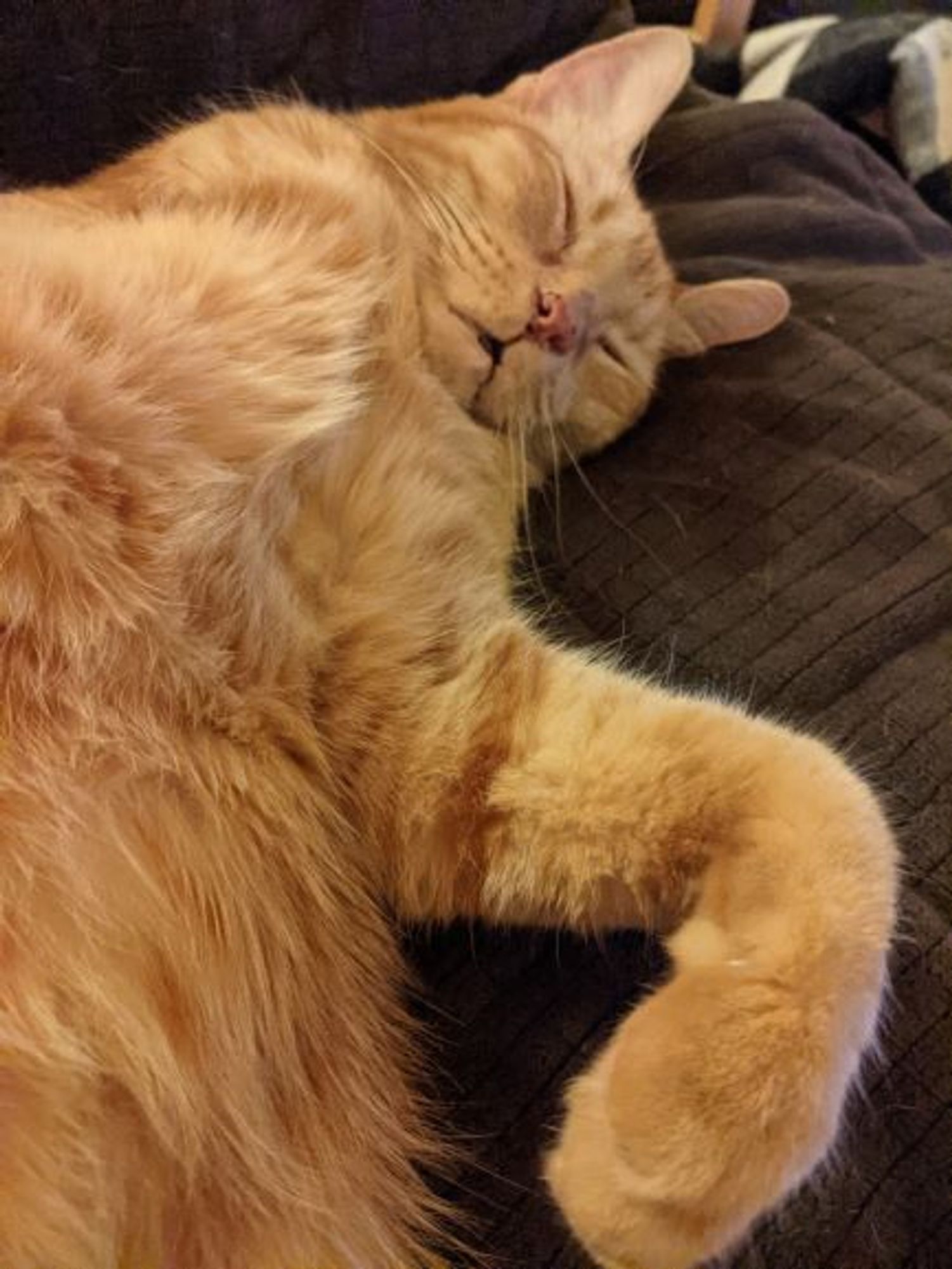 A three legged orange tabby cat fast asleep and probably snoring.