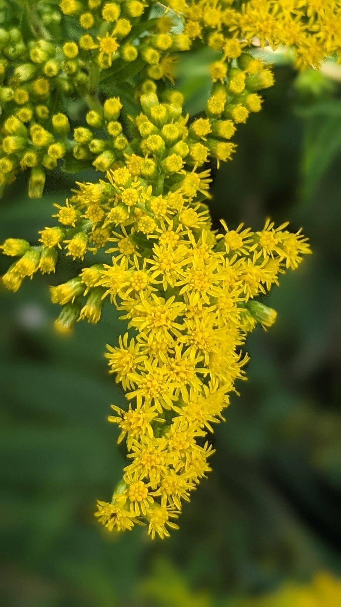 goldenrod flower