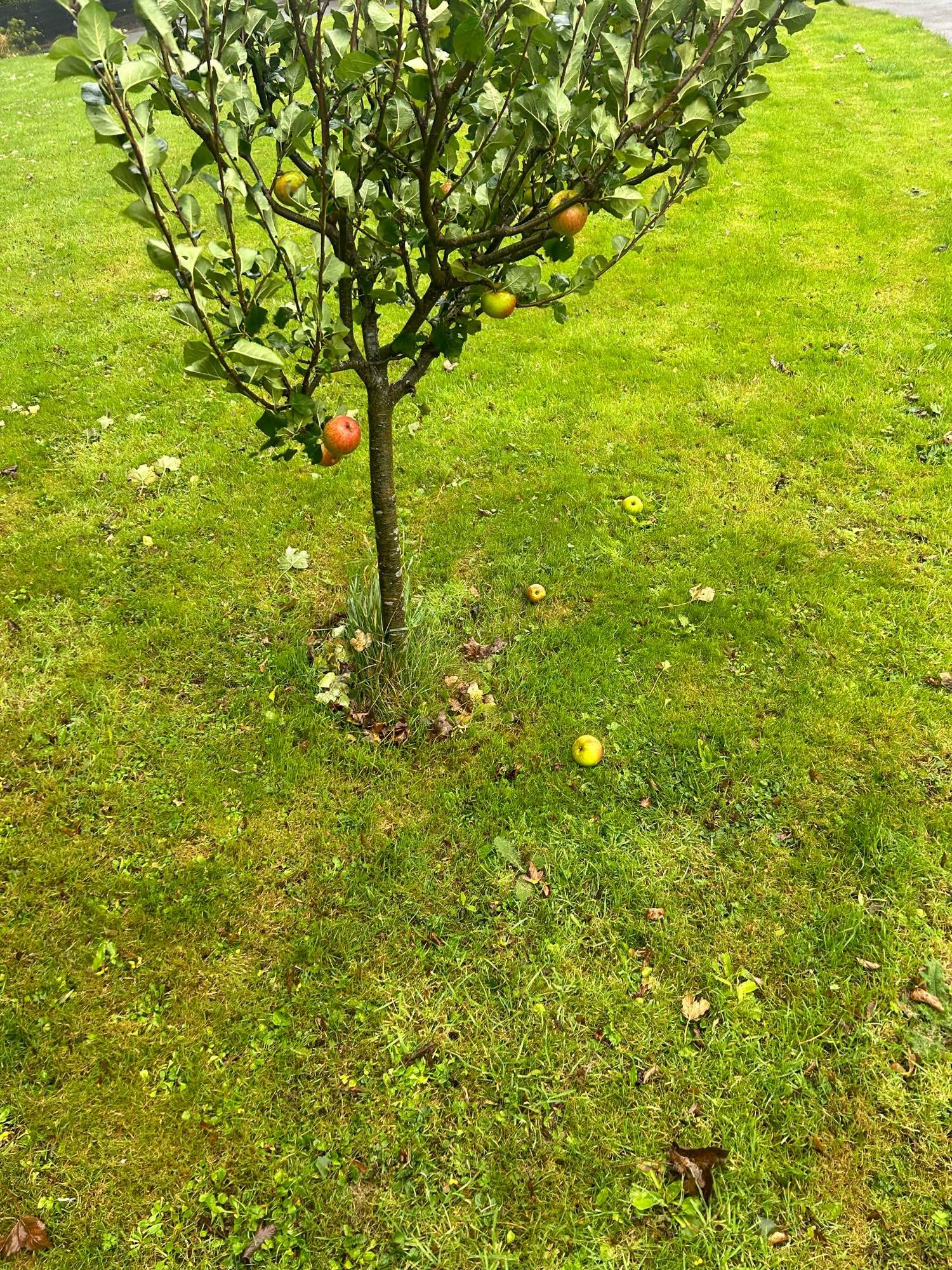 An apple tree on grass with some apples on the ground around it.