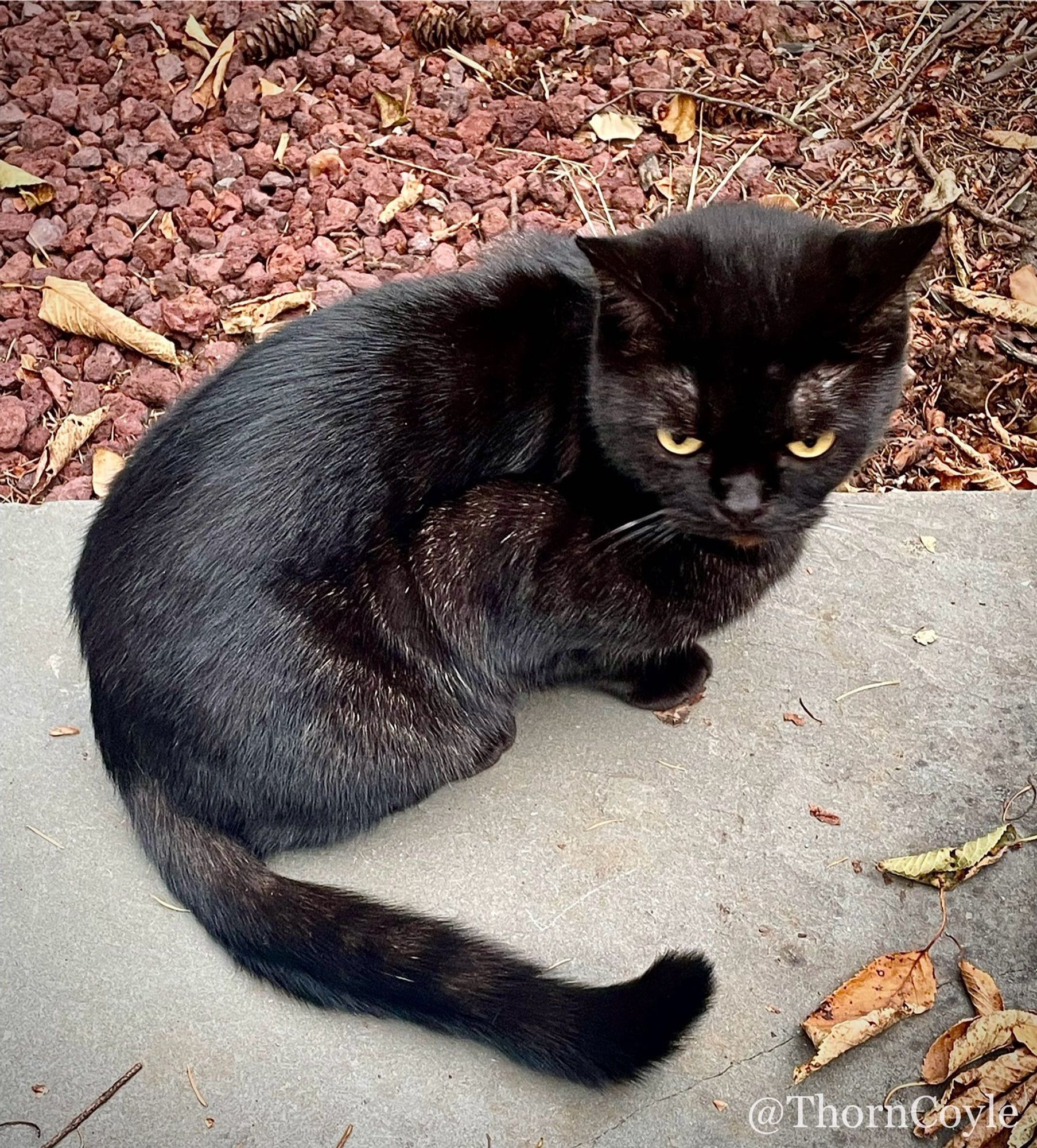 Small black cat crouched on a concrete step. The tip of its tail is curled.