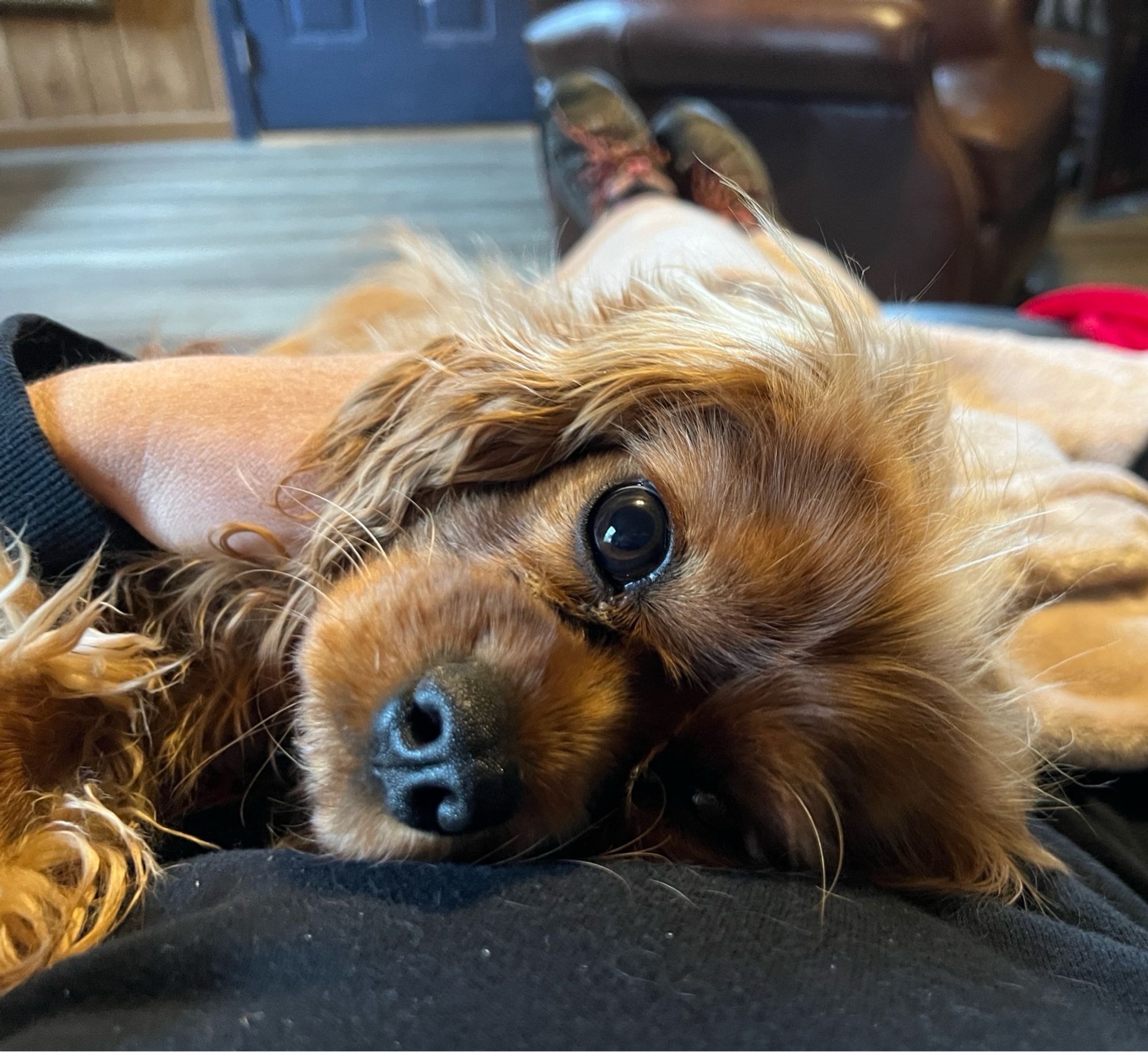 My spaniel gives me an adoring look