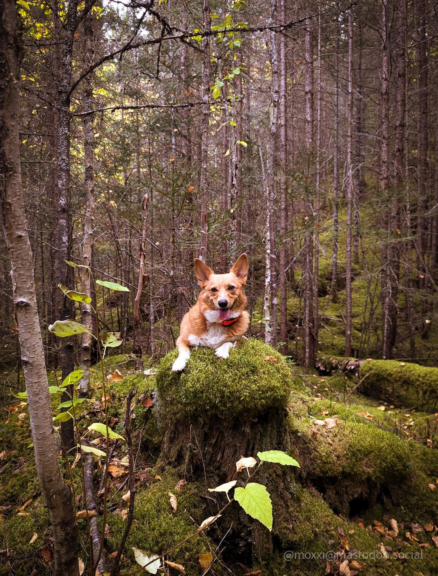 moxxi the corgi is on a mossy tree stump in a mossy black spruce forest. her backside isn't visible, her ears are perked up and she's smiling.