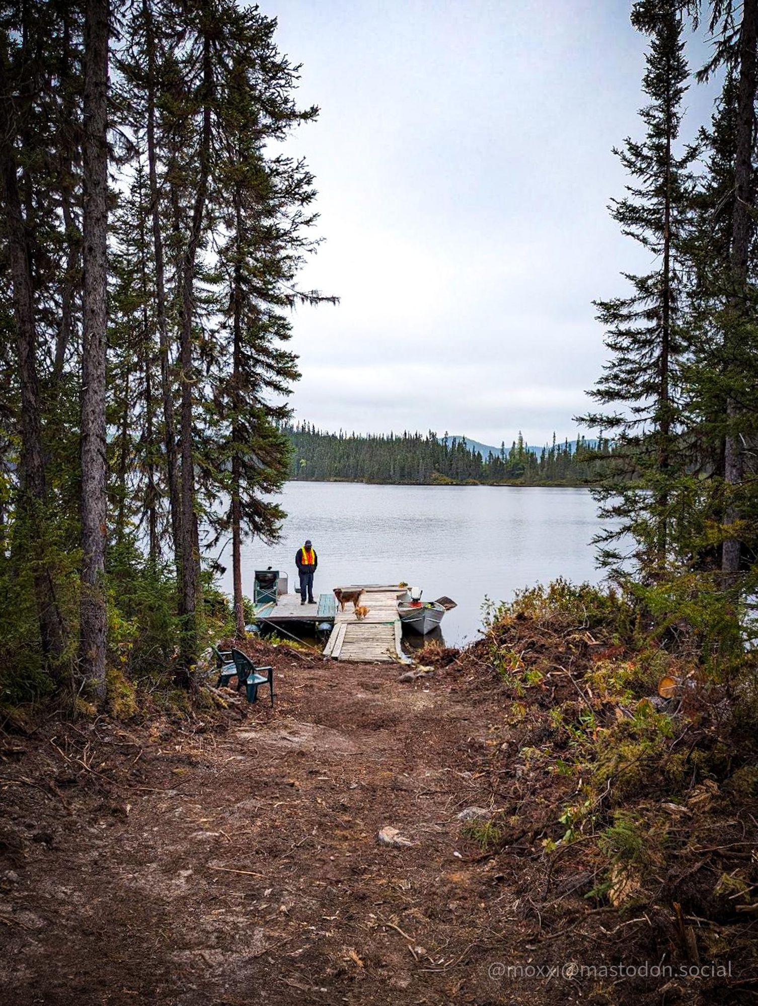 distant photo of Moxxi the corgi on a wooden dock on a lake.  she's with another dog and a human wearing a yellow and orange vest. a path in the forest leads to the dock and there are black spruce trees on each side of the path.