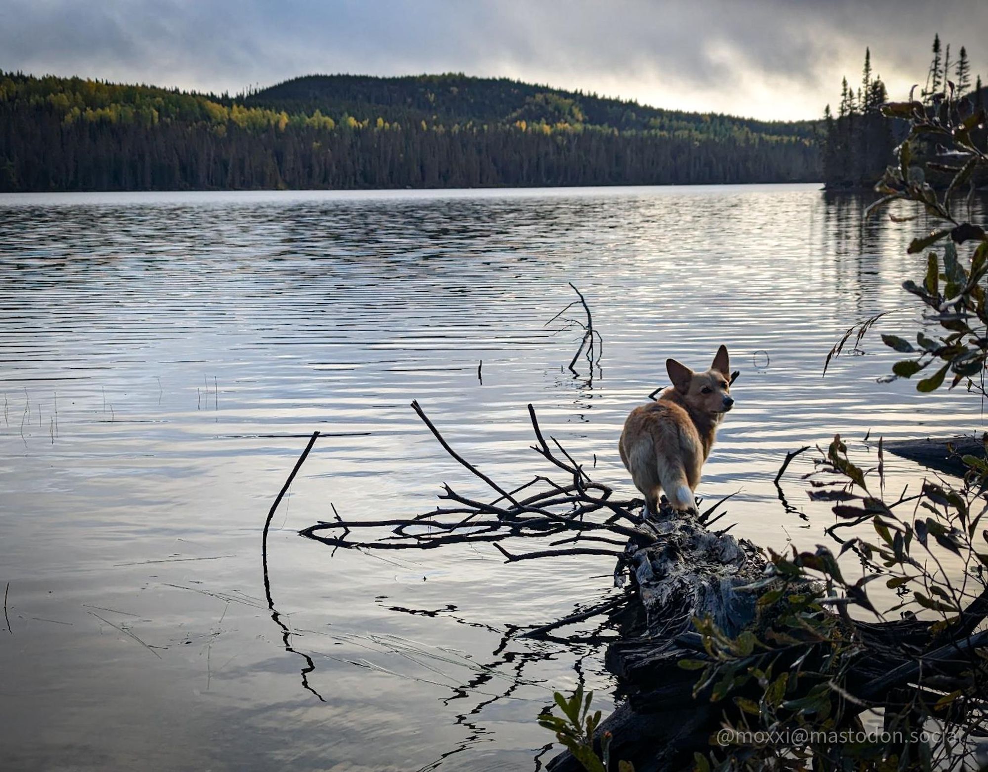 moxxi the corgi is on a fallen tree on a lake at sunset. she's staring back at the camera. in the background are some forested hills.