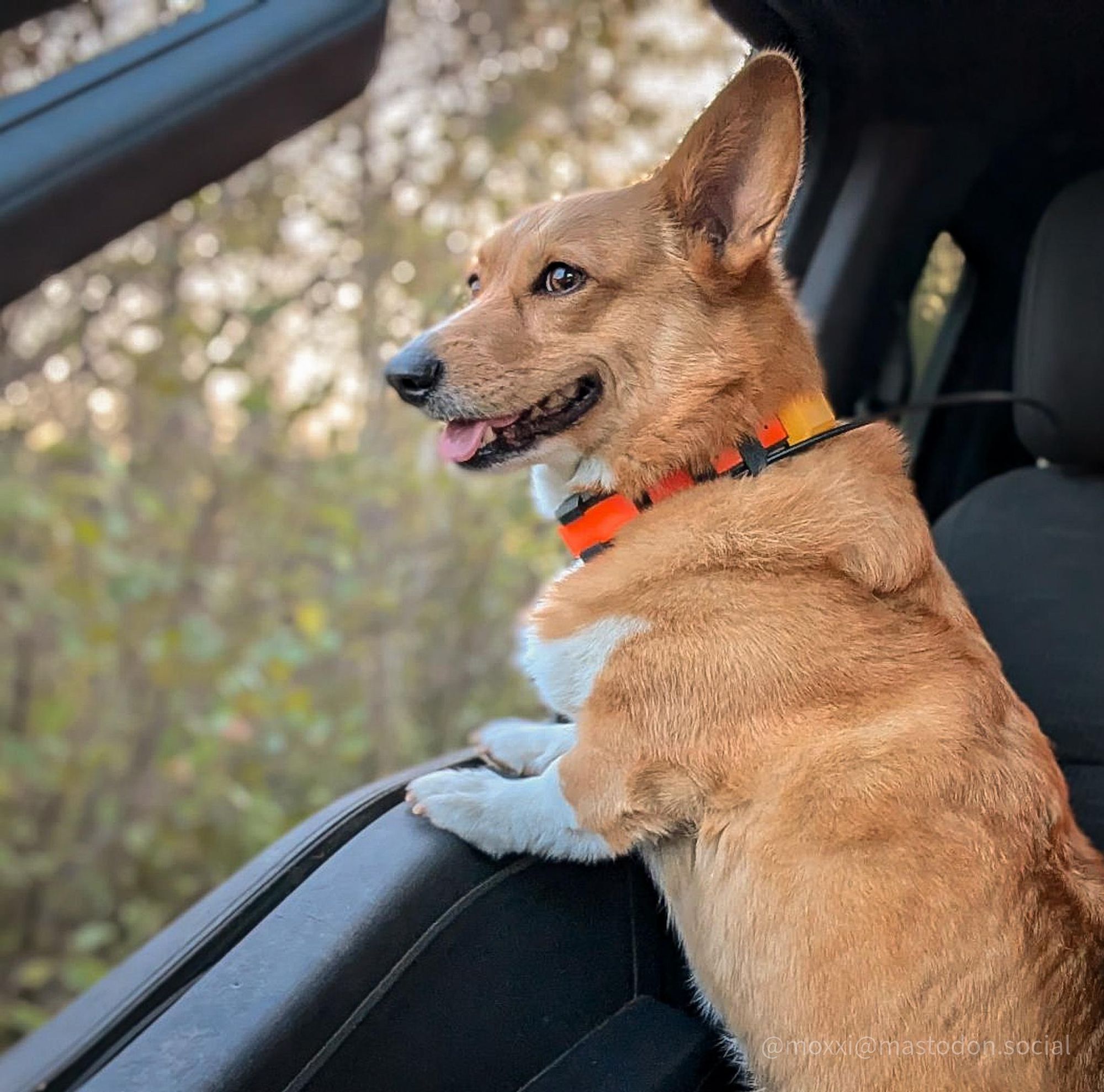 moxxi the corgi is in the passenger seat of a pickup truck. the vehicle is stopped. she propped herself up on the door and is looking outside with a smile. she's wearing an orange GPS collar.