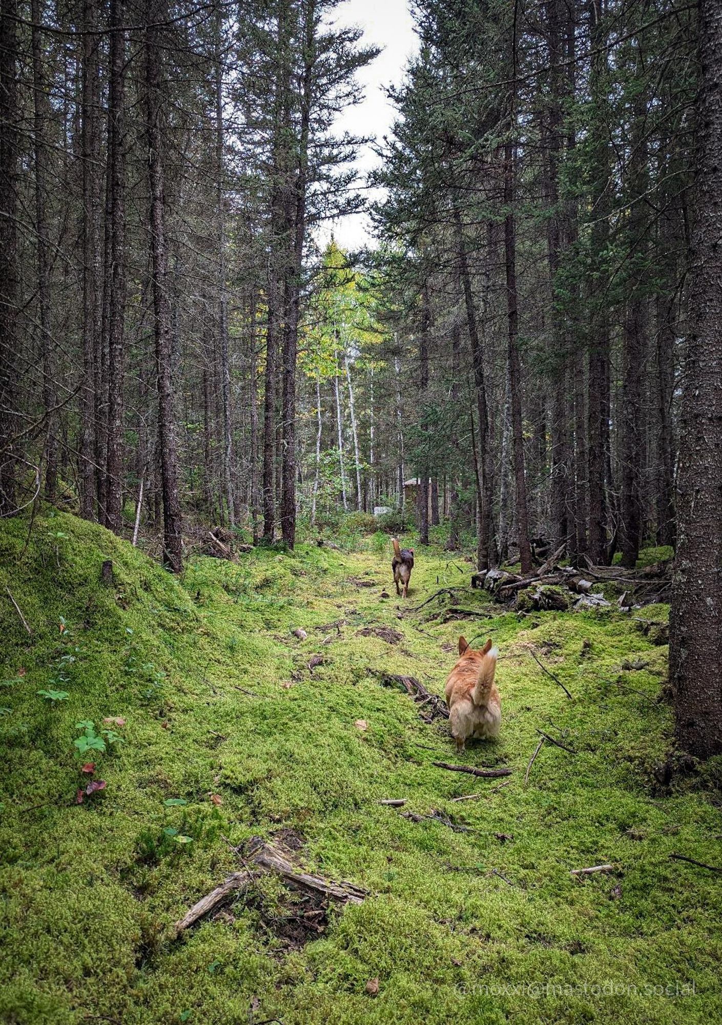 moxxi the corgi is in a mossy forest with her friend Buck, a mutt. they're walking away from the camera, on a path in a black spruce forest.