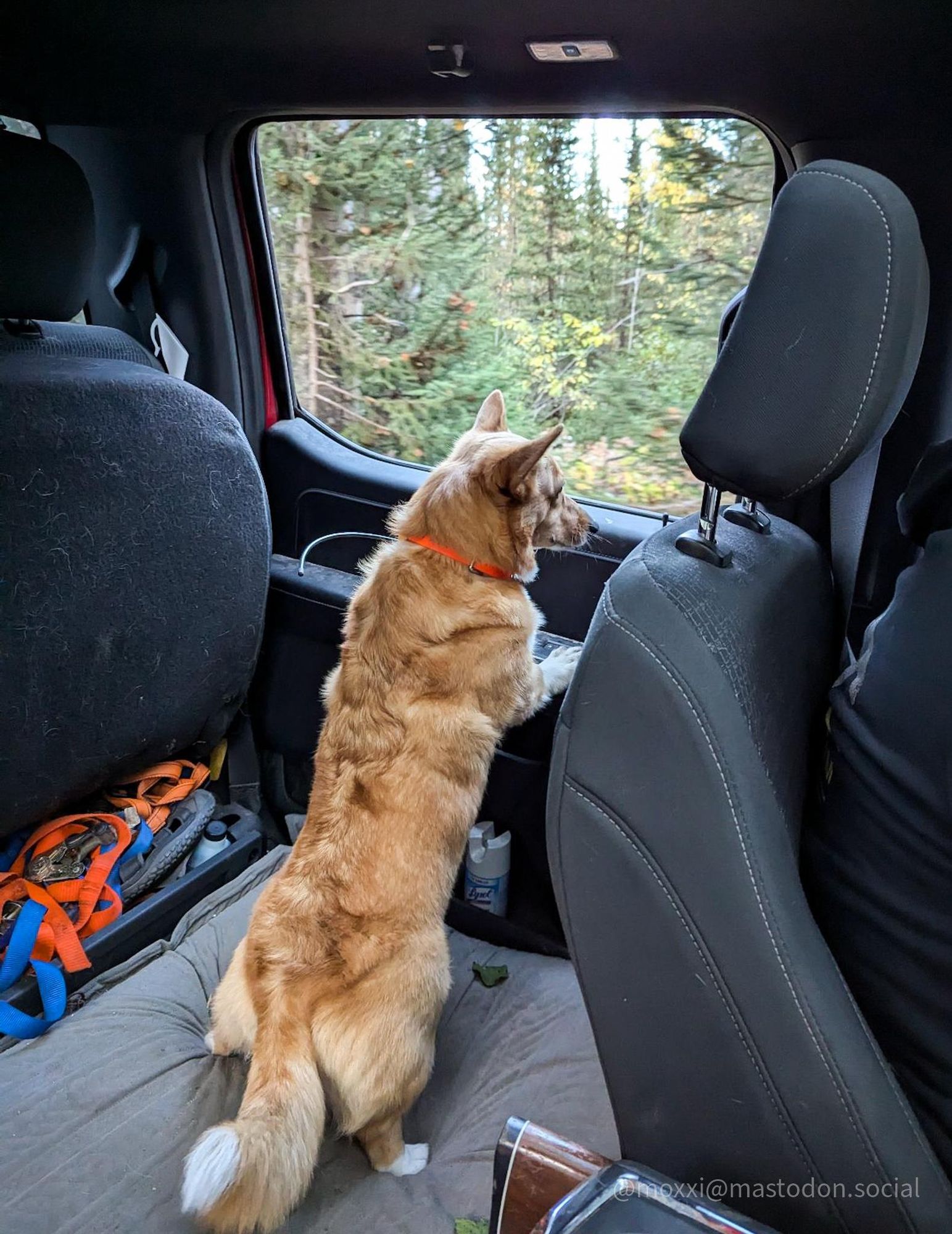 moxxi the corgi is at the bottom of a moving pickup truck, propped up on the door. she's behind the black driver's seat and looking out the window at the forest. the back seat is lifted up. she's wearing an orange GPS collar.