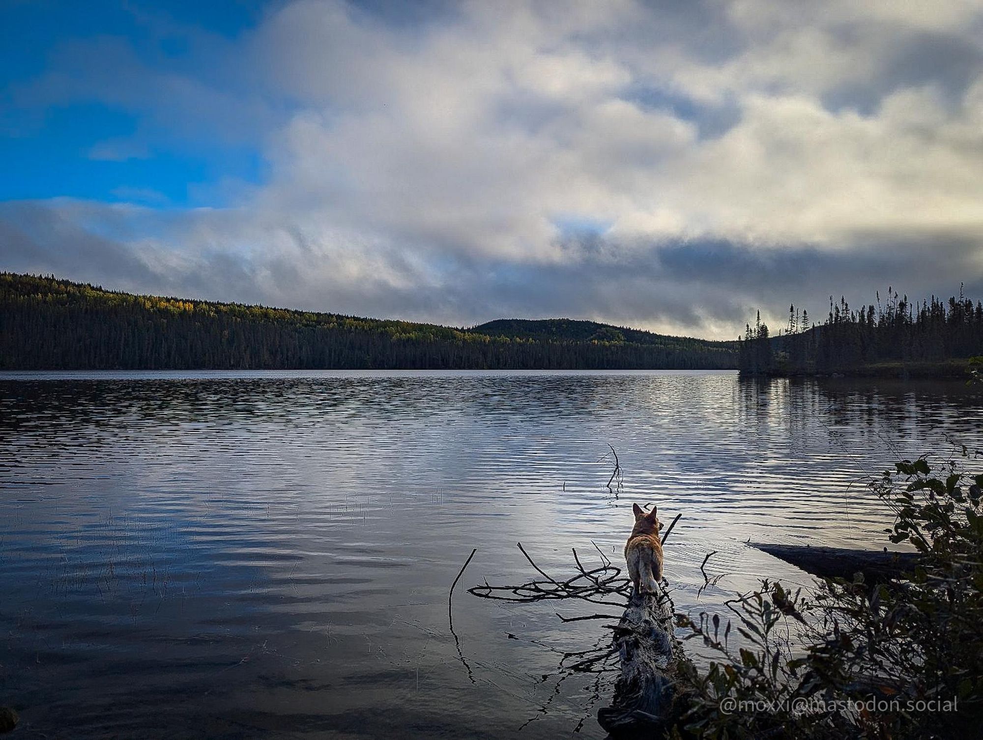 moxxi the corgi is on a fallen tree on a lake. there are clouds in the sky and she's staring into the distance. in the background are some forested hills.