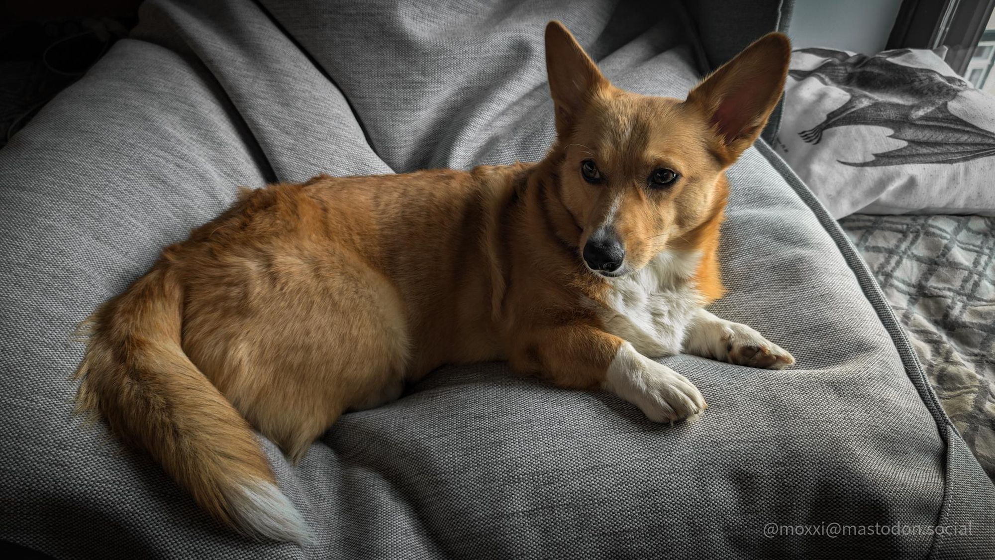 Moxxi the corgi is on a grey bean bag next to a window. she's lying down and looking to the left.