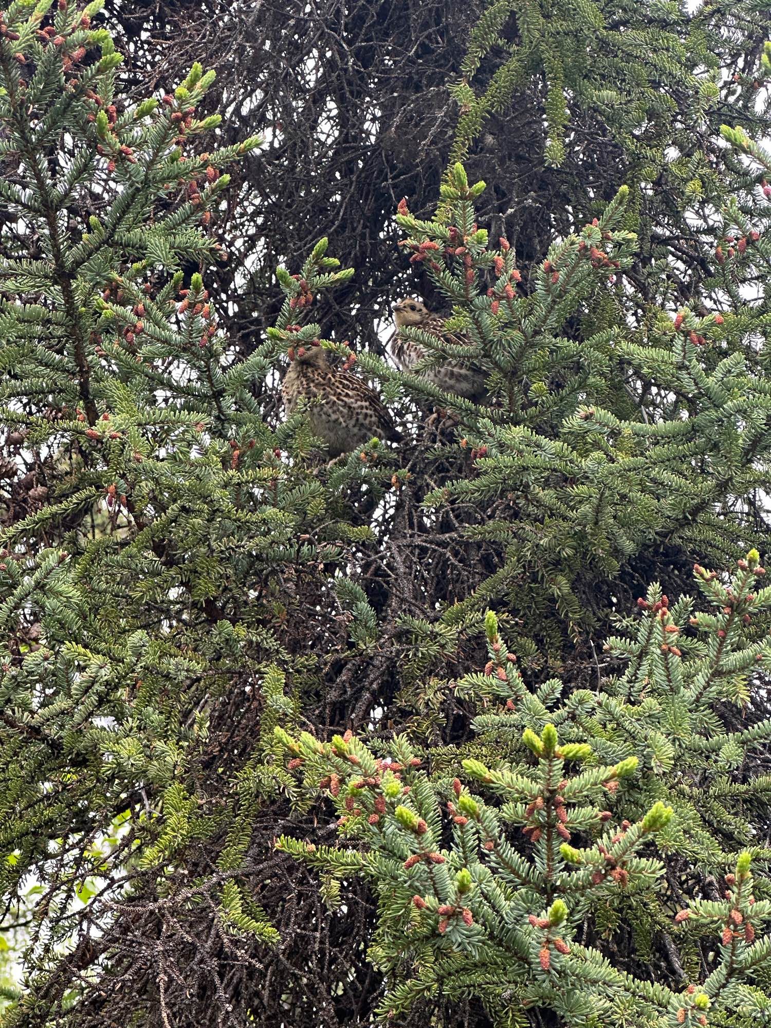 a photo of two young grouse birds sitting in a pine tree