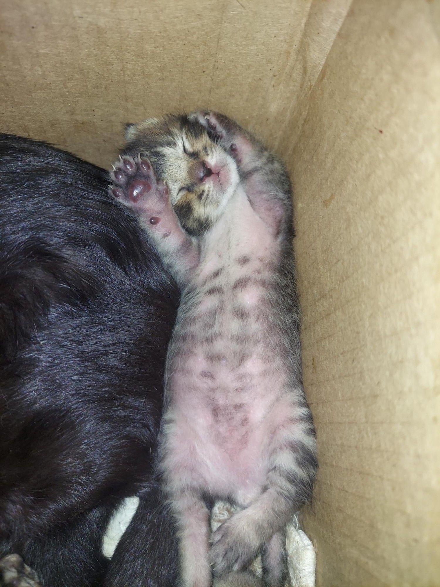 Tiny 5 day old kitten belly up sound asleep and showing off her little toe beans