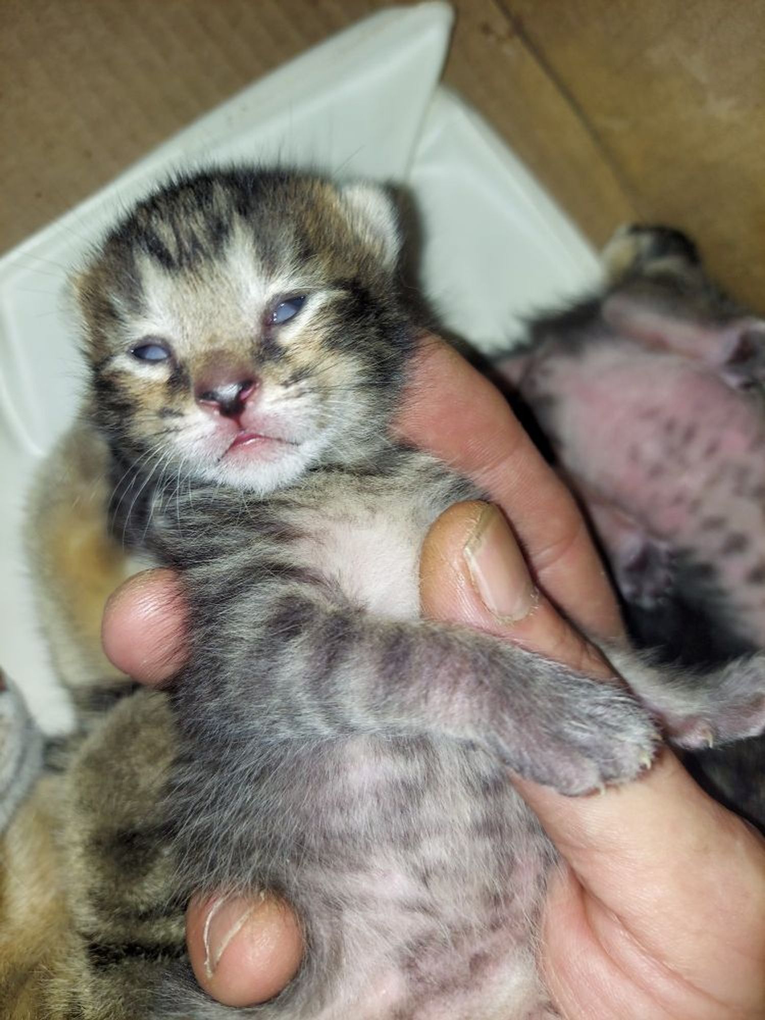 Tiny kitten opening their eyes for the first time.