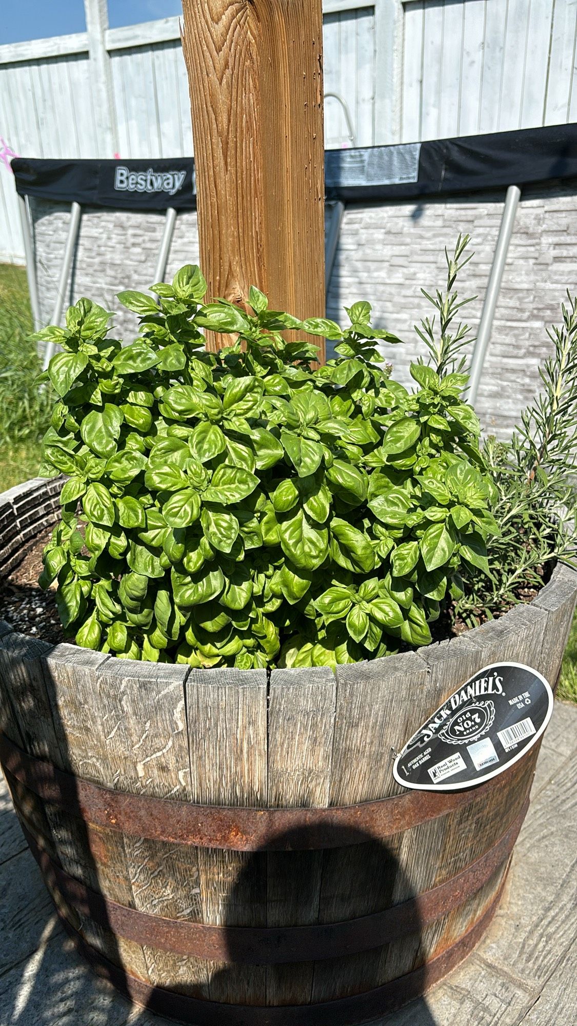 Basil plant