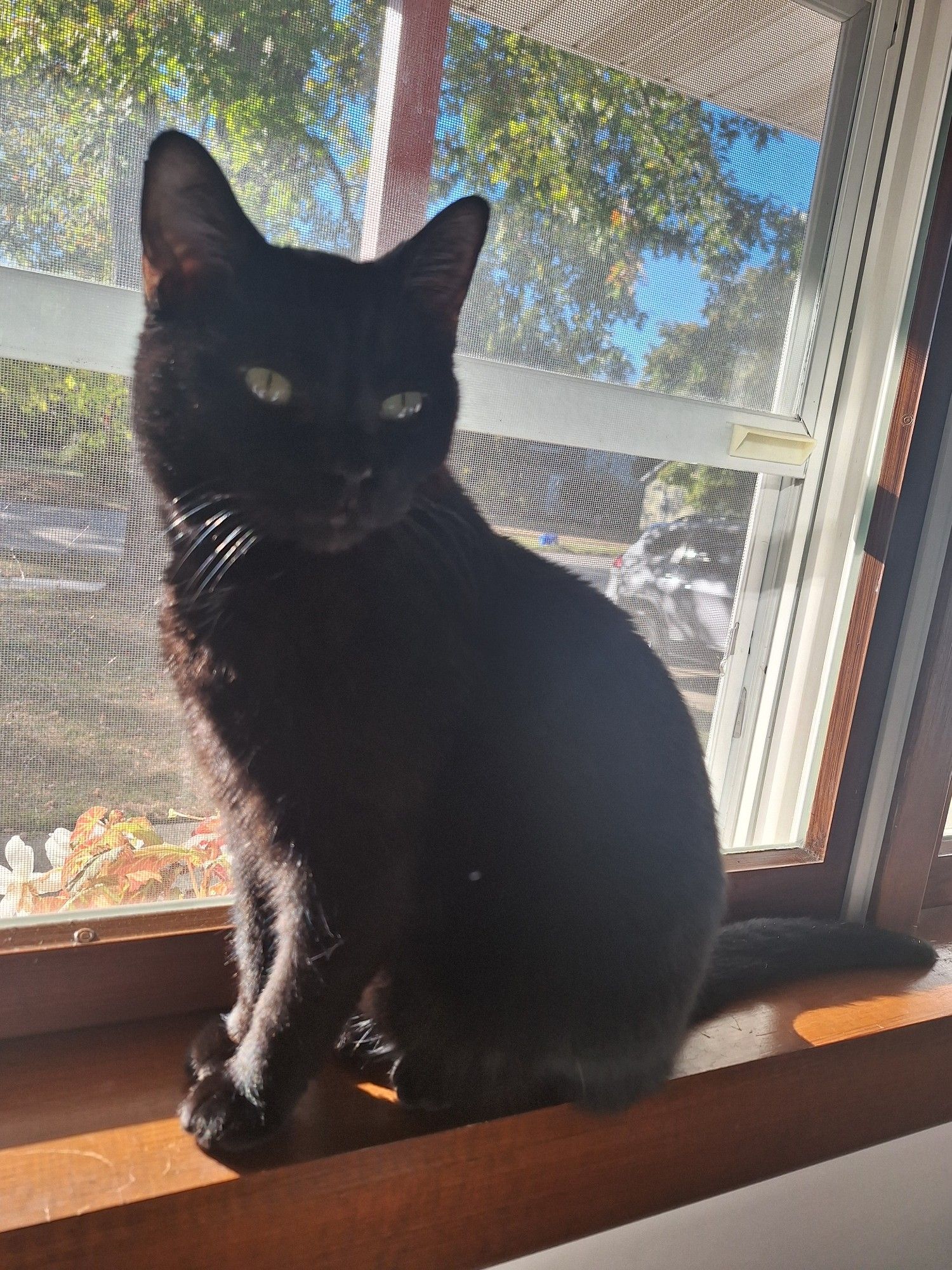 My mom's black cat Harry sitting with a window behind him