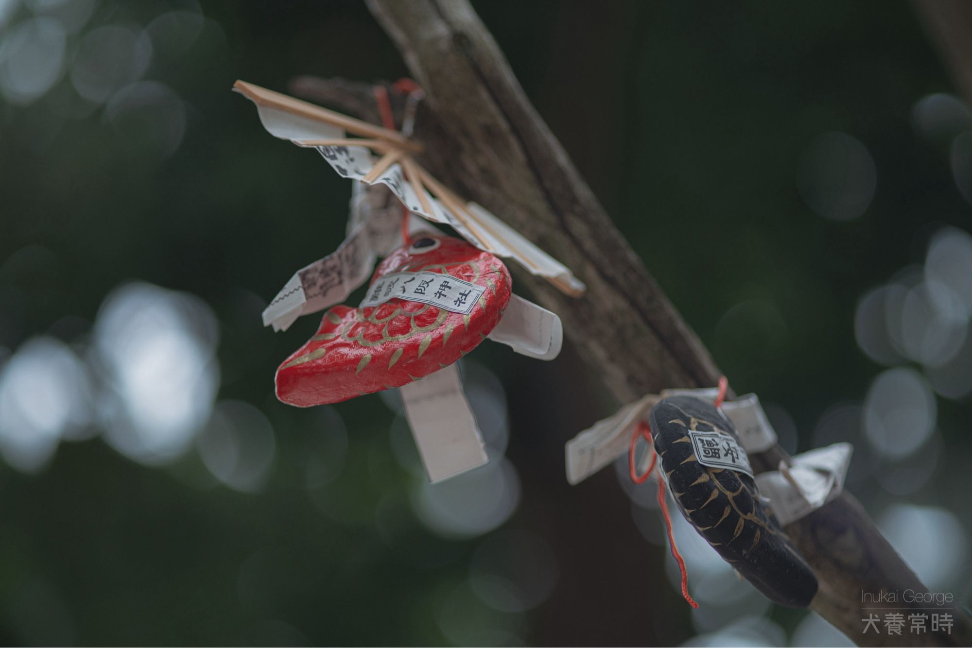 難波八坂神社の木につけられてためでたい鯛のおみくじ。それは持って帰った方が思い出になるのでは、、、