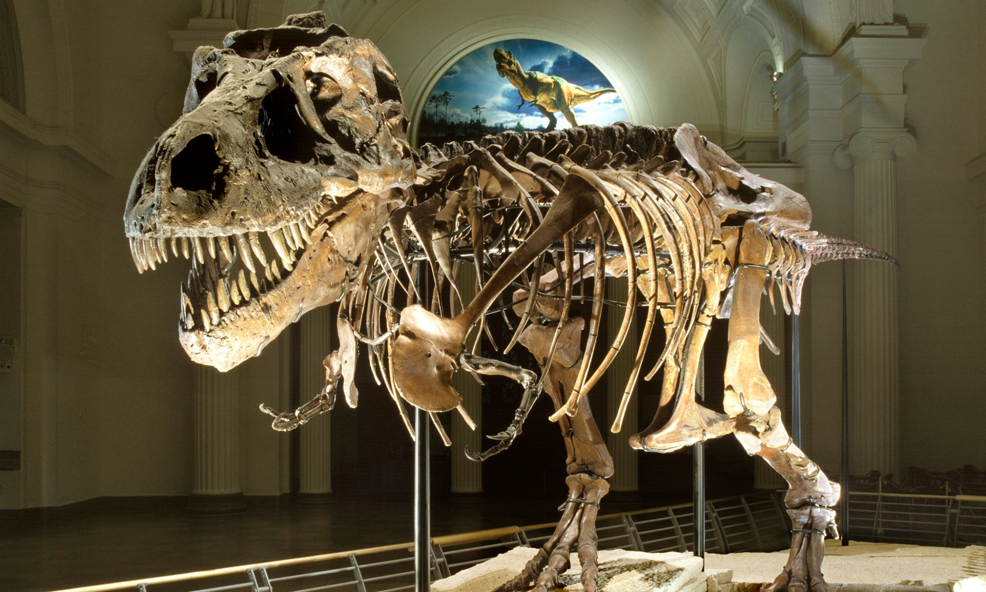 the almost complete fossil of an adult t Rex on display at the field museum in Chicago, she is named Sue