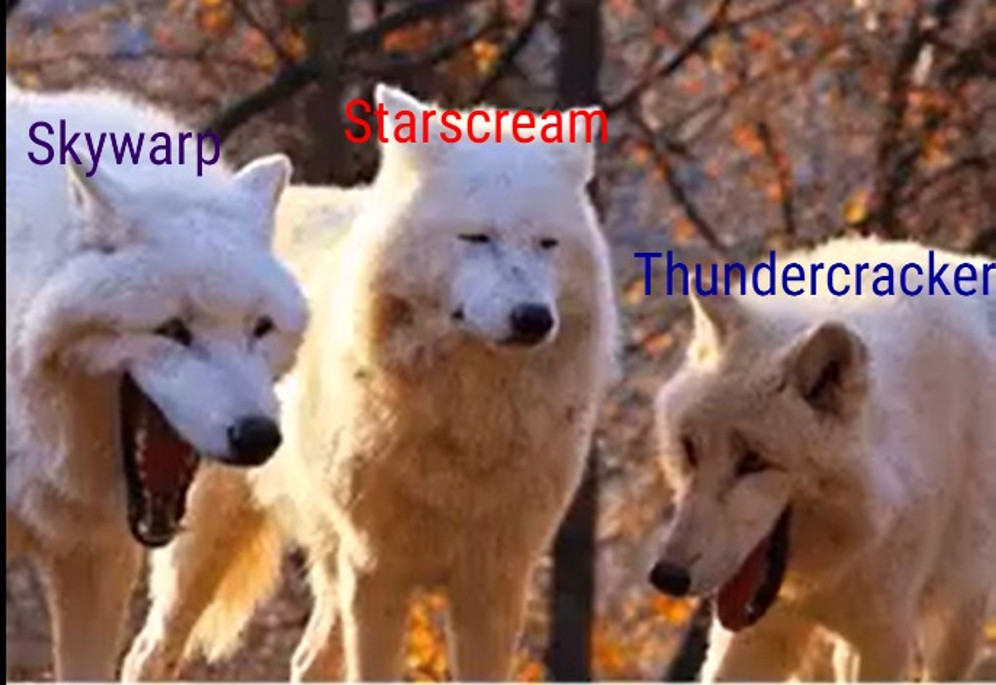 Three white wolves. The center wolf has an annoyed expression. The wolves on either side look like they are laughing. I named the center wolf after the Deception SIC Starscream and the two flanking him after his trinemates, Skywarp and Thundercracker.