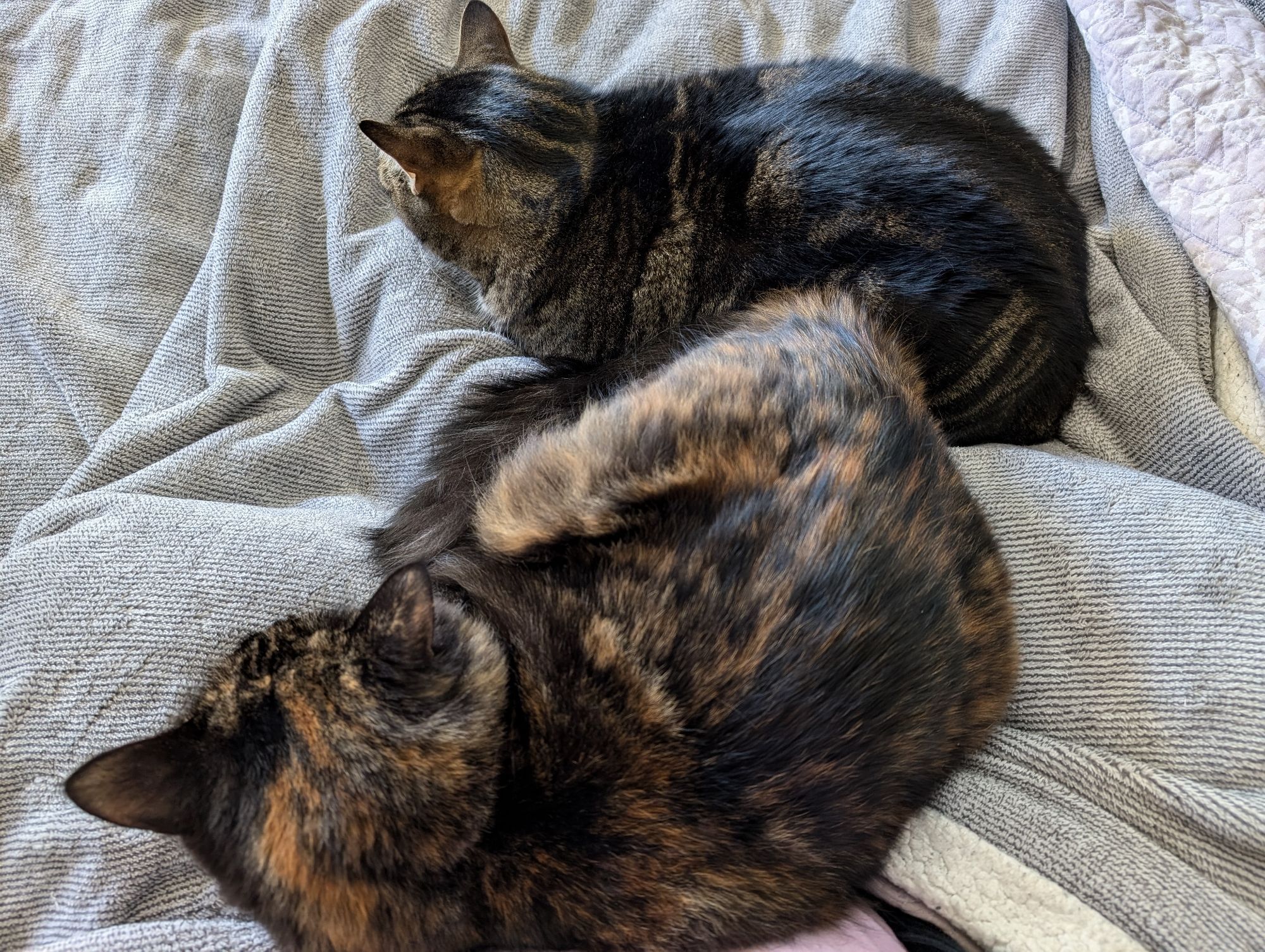 Two cats sit in a light grey blanket on someone's lap. One is a longhaired tortoise shell coloured ragdoll cat, curled in a ball. The other is a domestic shorthair cat, sitting on all fours.