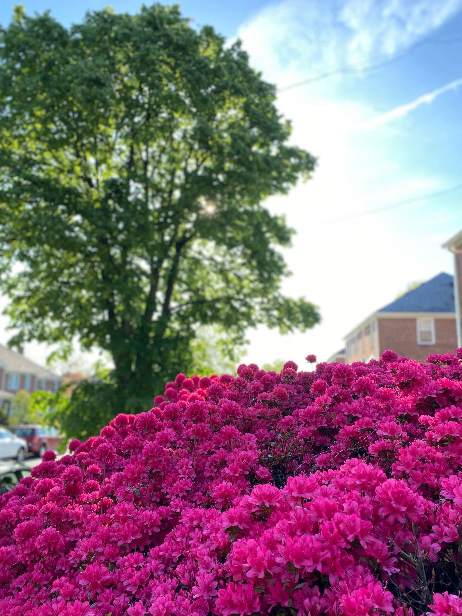 Bright magenta azaleas in front of a sunlit tree