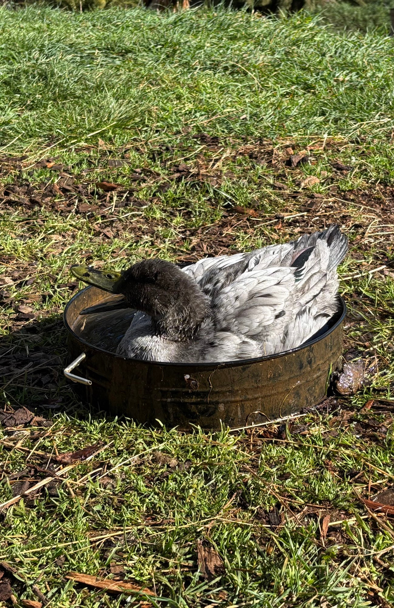 A small grey duck, sitting in a bowl of water. Because she can. 