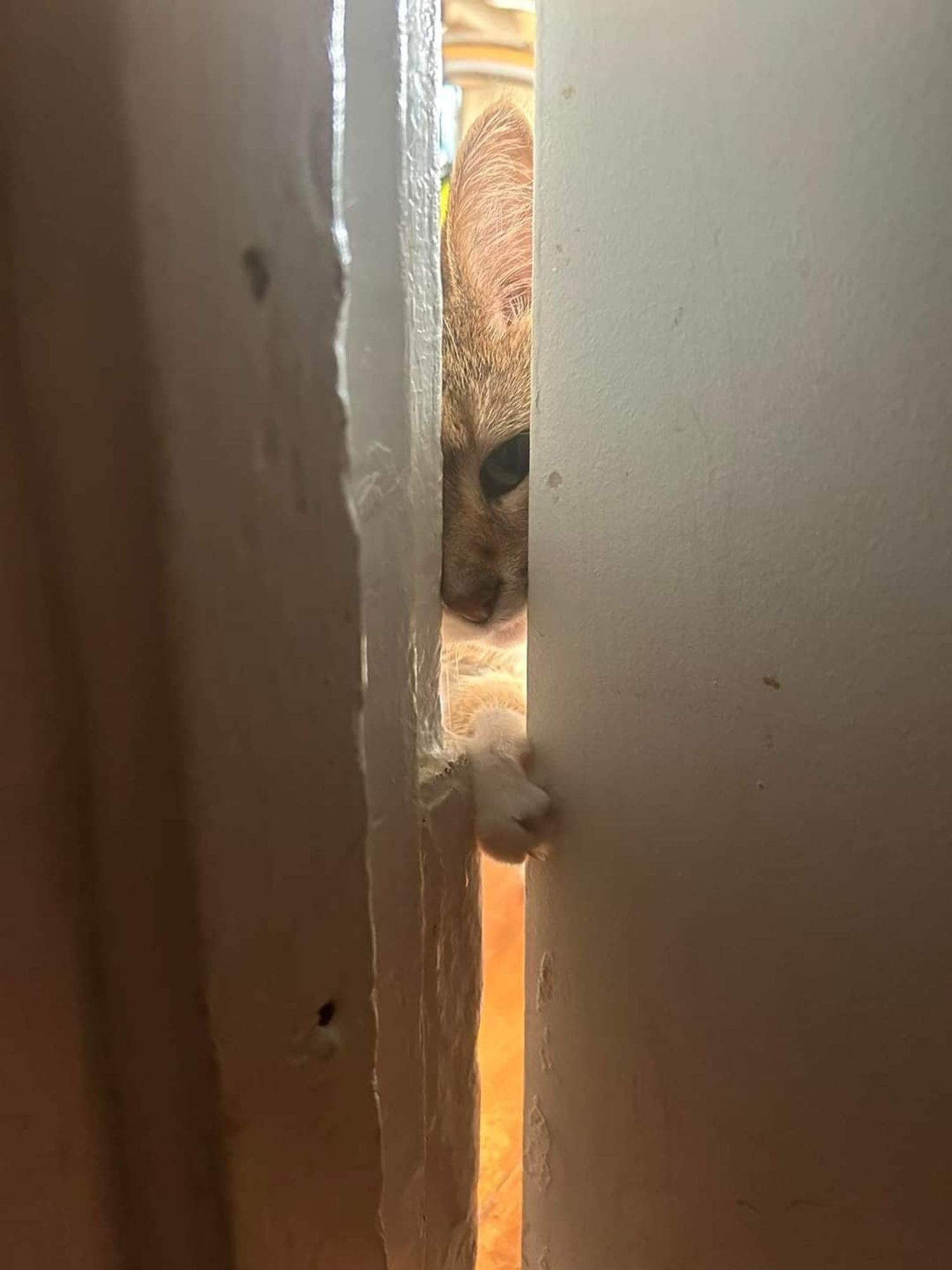 A photo shows the edge of a door with a small crack. One eye and one ear of a curious brown tabby cat is visible, peering inward while she reaches the tip of one paw into the gap