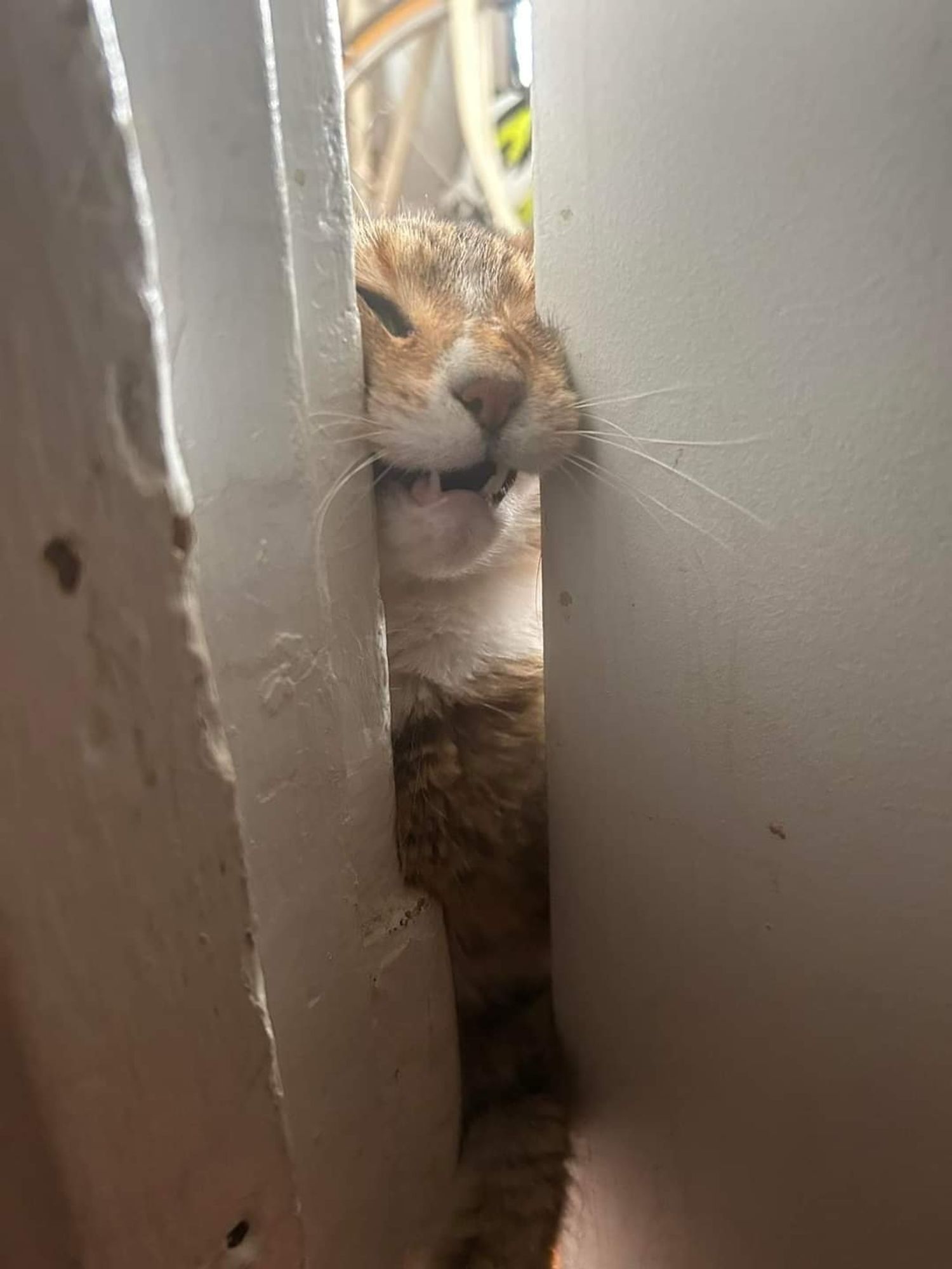 Apparently struggling with the heft of the door, the little cat pushes harder and the edges of her face are pressed outward by the frame