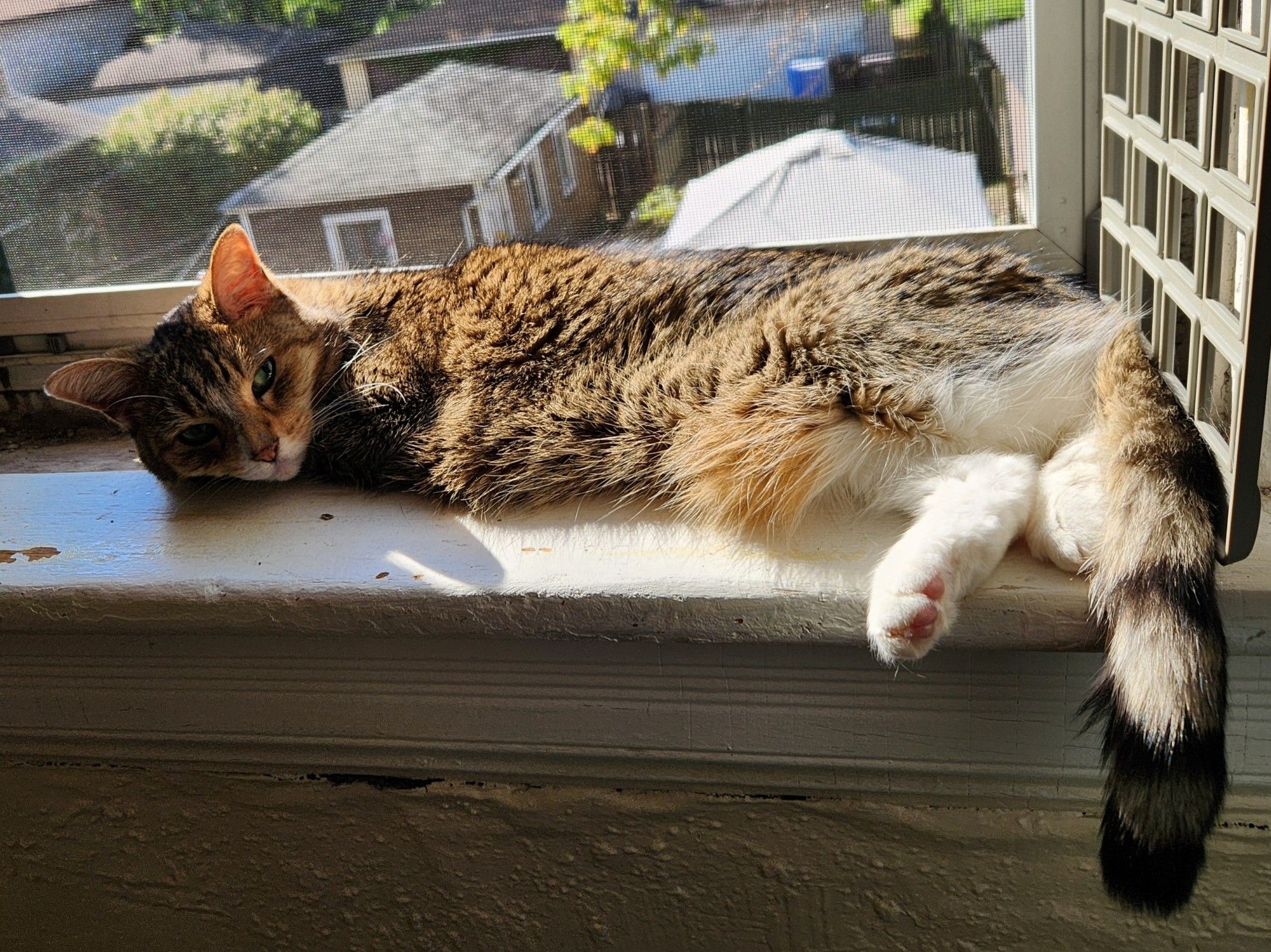 A photo of a small brown tabby cat with a fluffy belly laying sprawled out in a sunken part of an open windowsill, her back feet and tail hanging off the edge of the sill while the rest of her is tucked into its shape