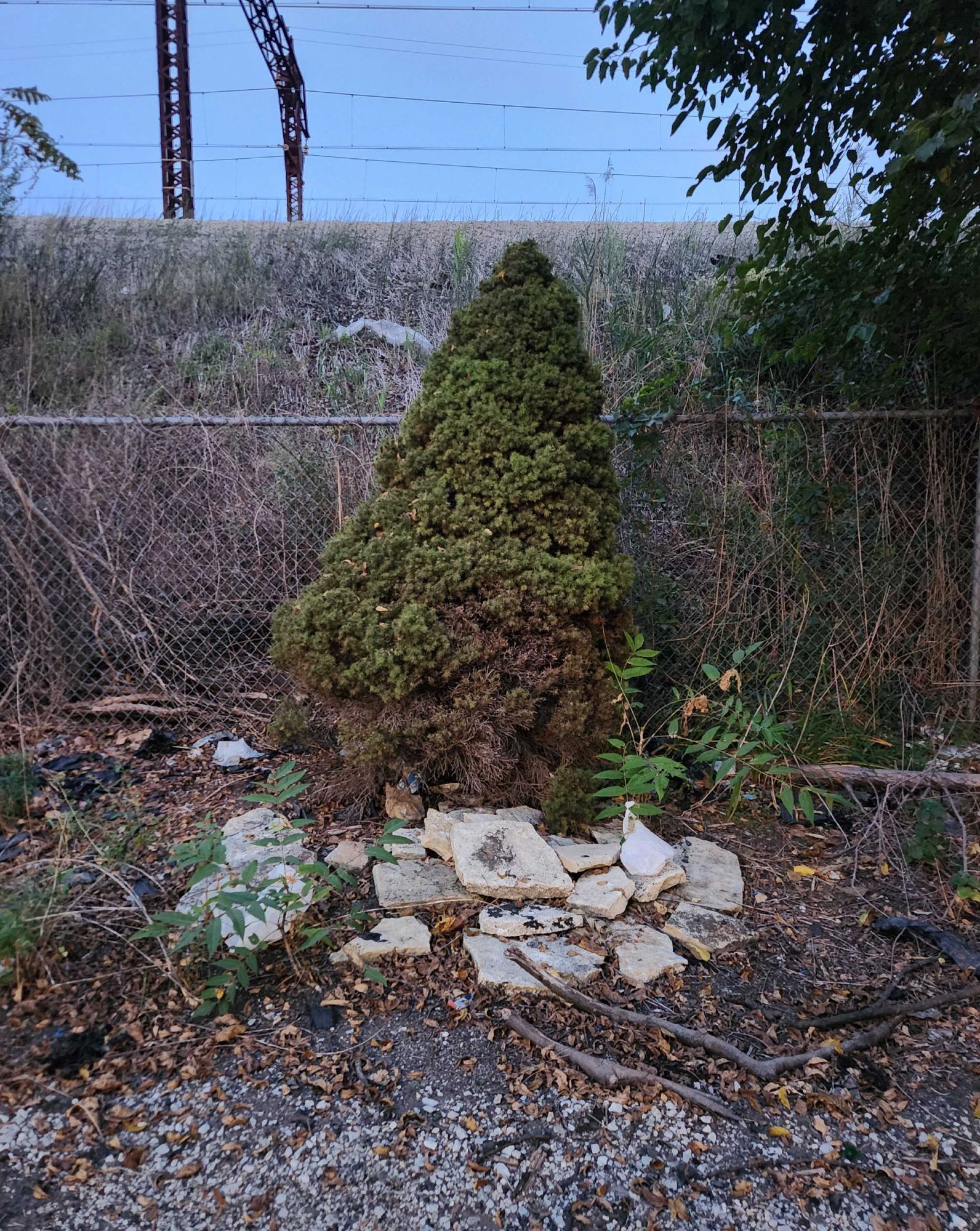 A photo of a small coniferous tree or hedge, surrounded by stone landscaping tiles that have been disturbed into an irregular arrangement over time, in front of a railway embankment.