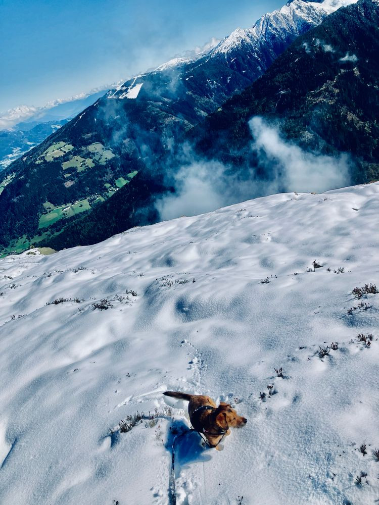 Dieses Bild zeigt Rocket, einen braunen Hund, der im Schnee am Roßfeld bei Schladming steht. Im Hintergrund imposante, schneebedeckte Gipfel und ein tiefes Tal. Einige grüne Flächen sind noch sichtbar, während die Berge langsam in den Winter übergehen. Rocket schaut aufmerksam umher und hebt sich von der weißen Schneedecke unter einem strahlend blauen Himmel ab.