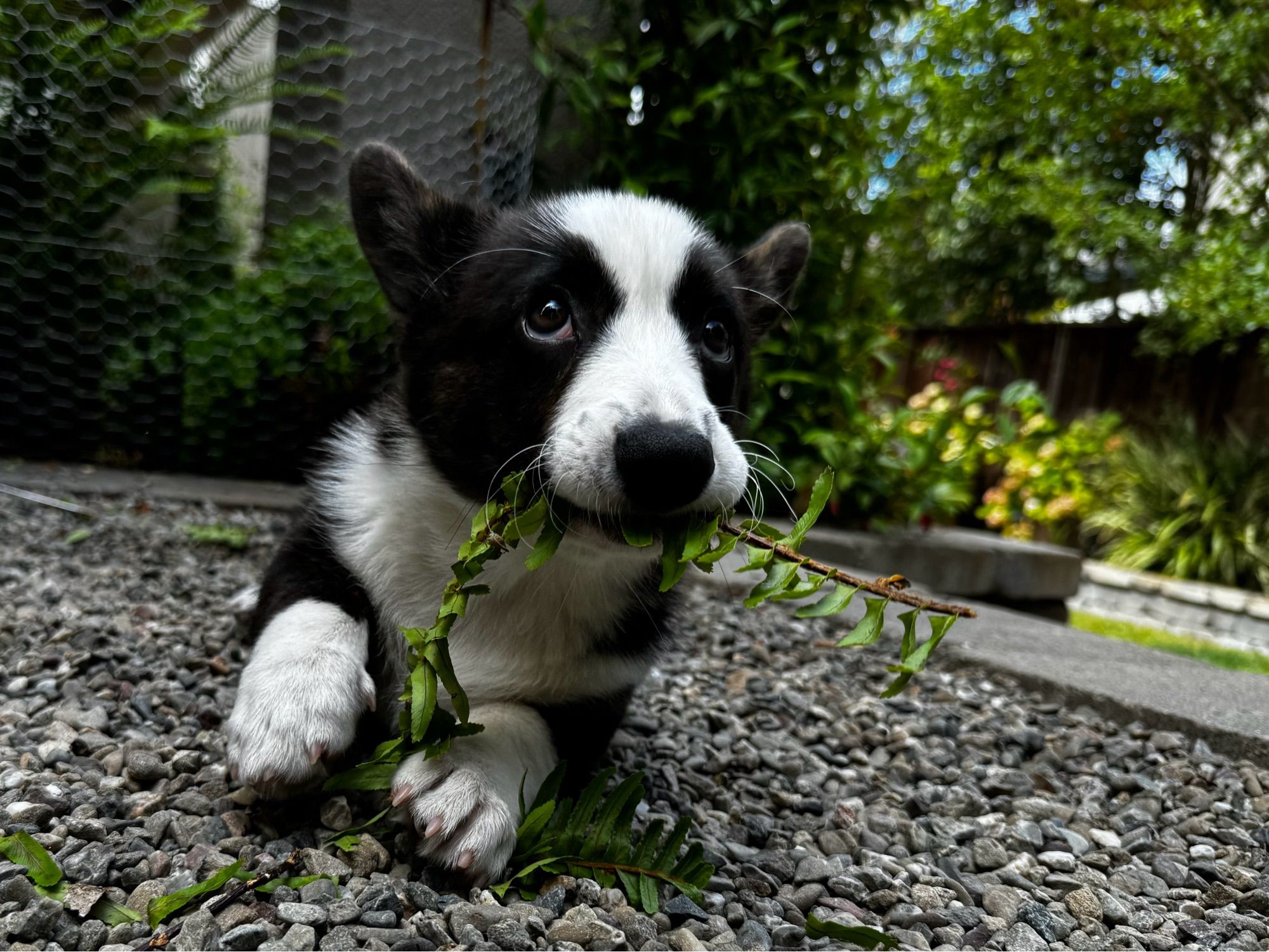 A black and white corgi puppy sitting on gray gravel eating a green fern