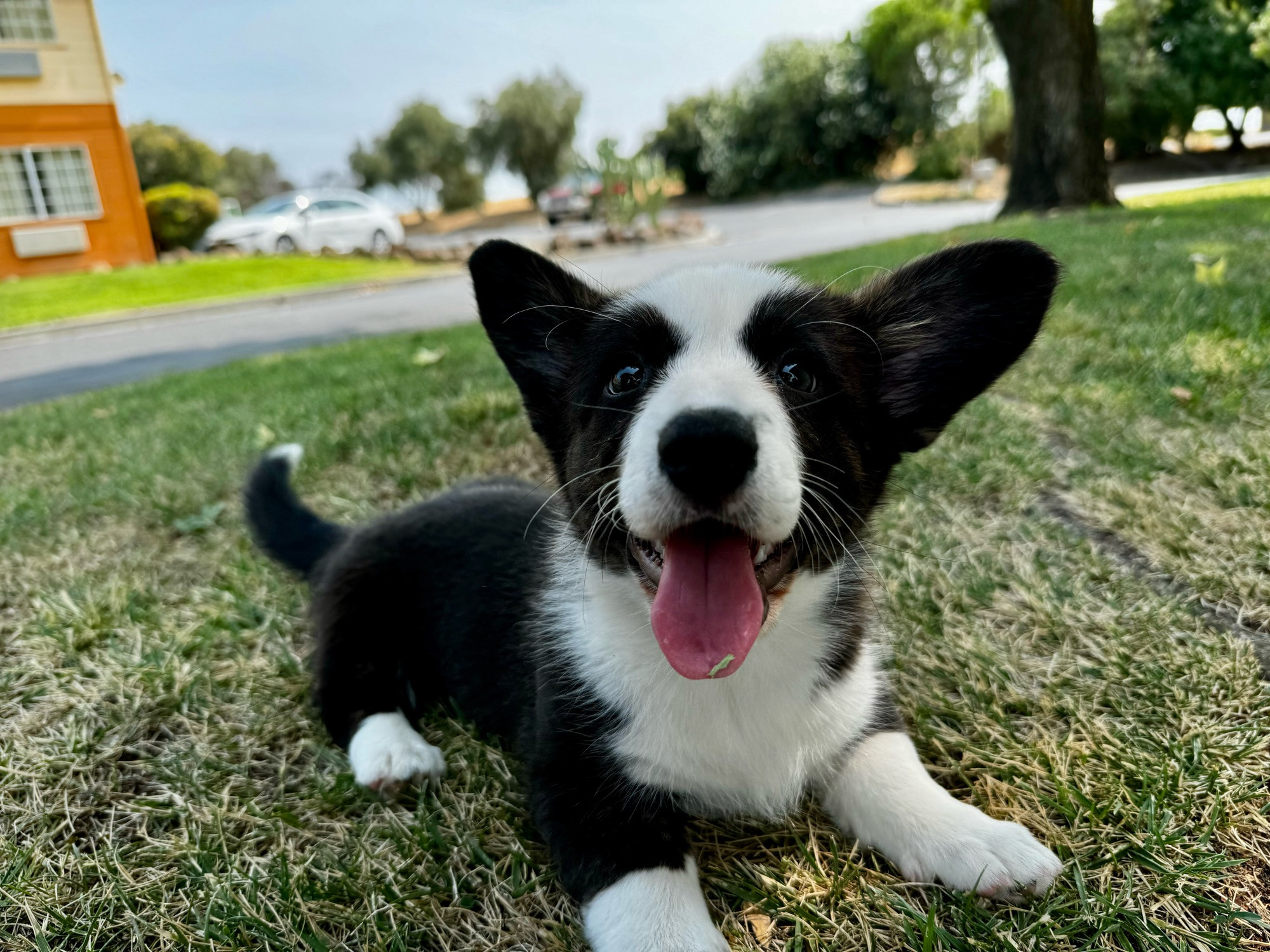 A black and white dog with very large ears and her tongue sticking out