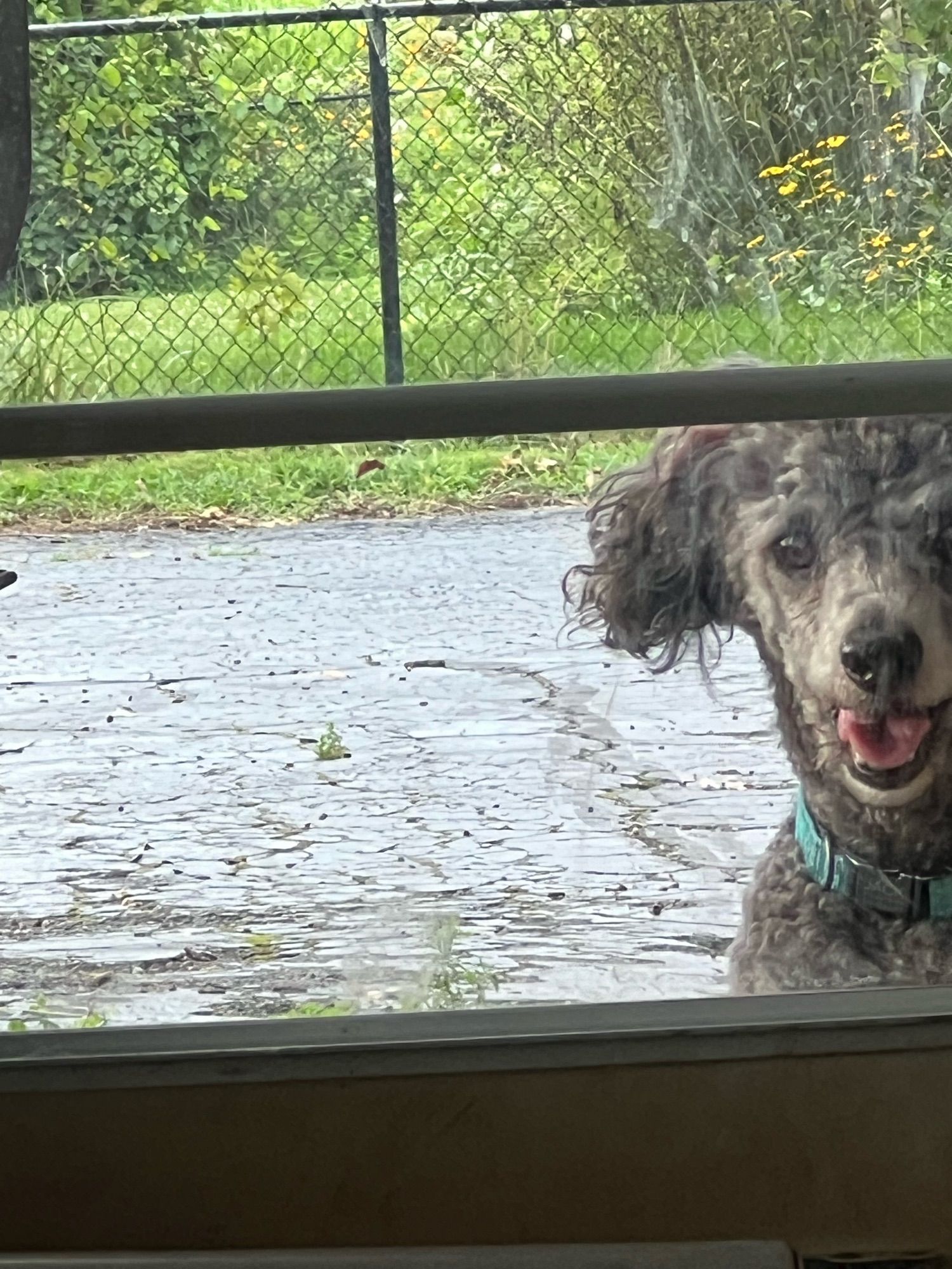 wet poodle wants in