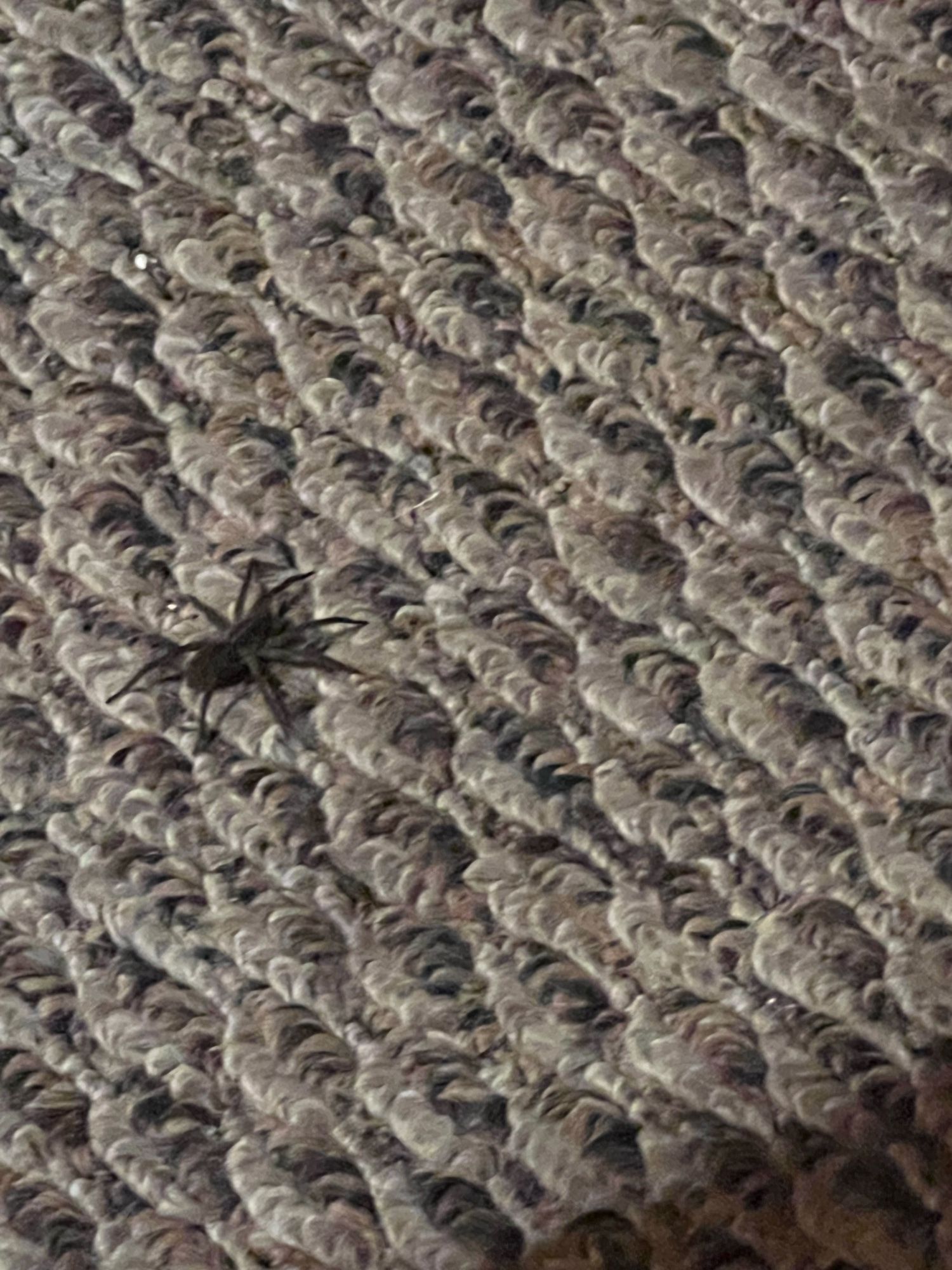 Big wolf spider going through a crisis