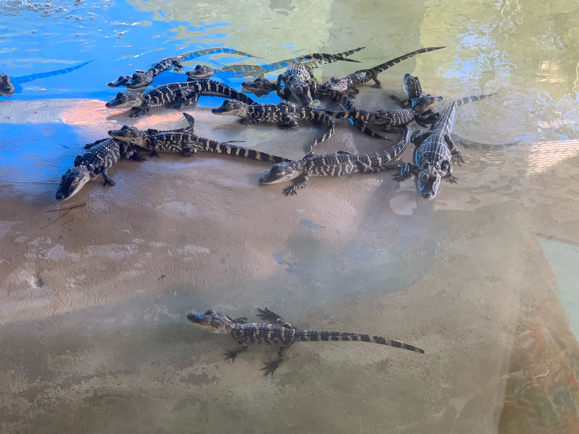 A bunch of baby American alligators relax in shallow water