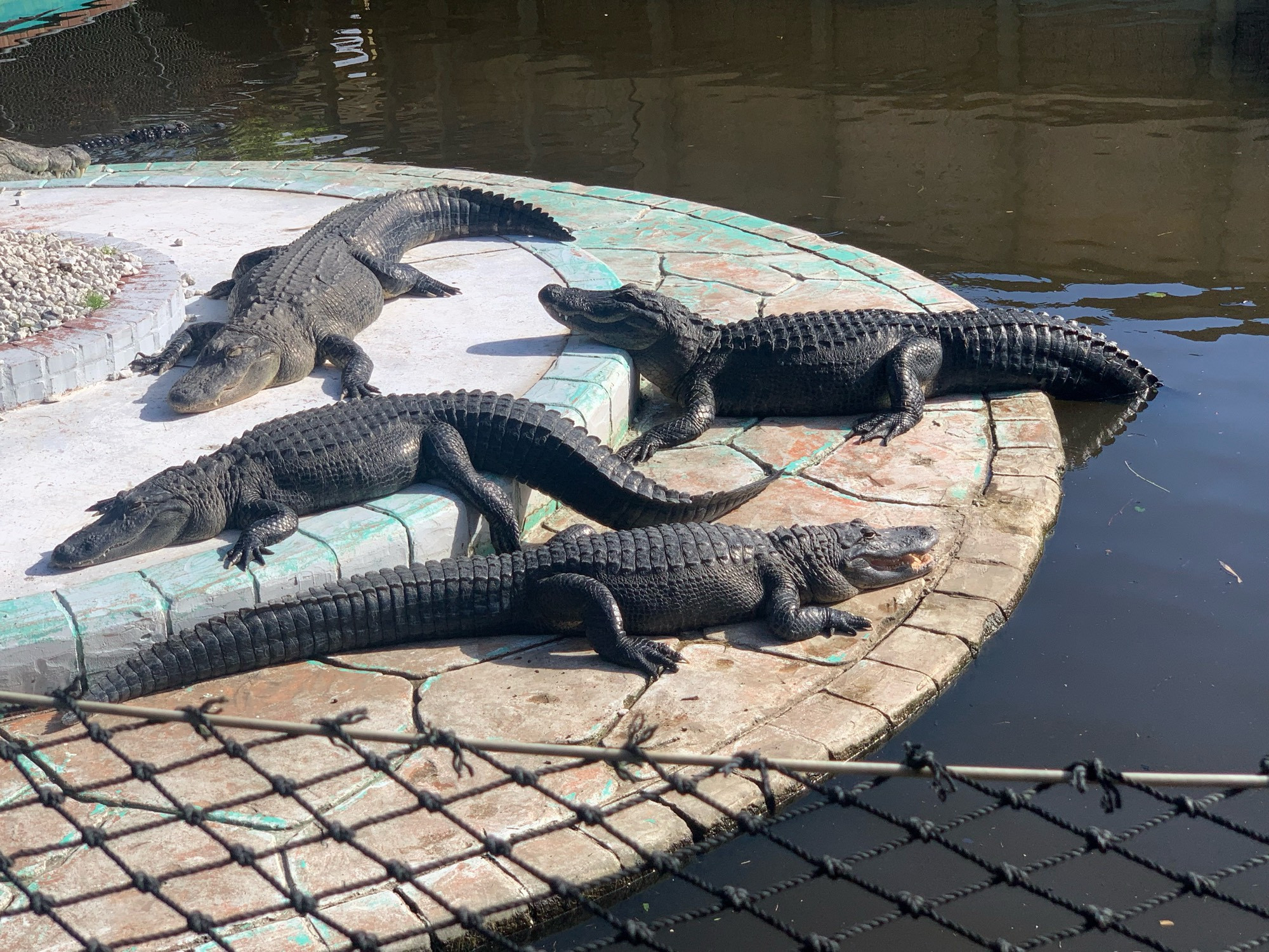 Four American alligators lie on a platform