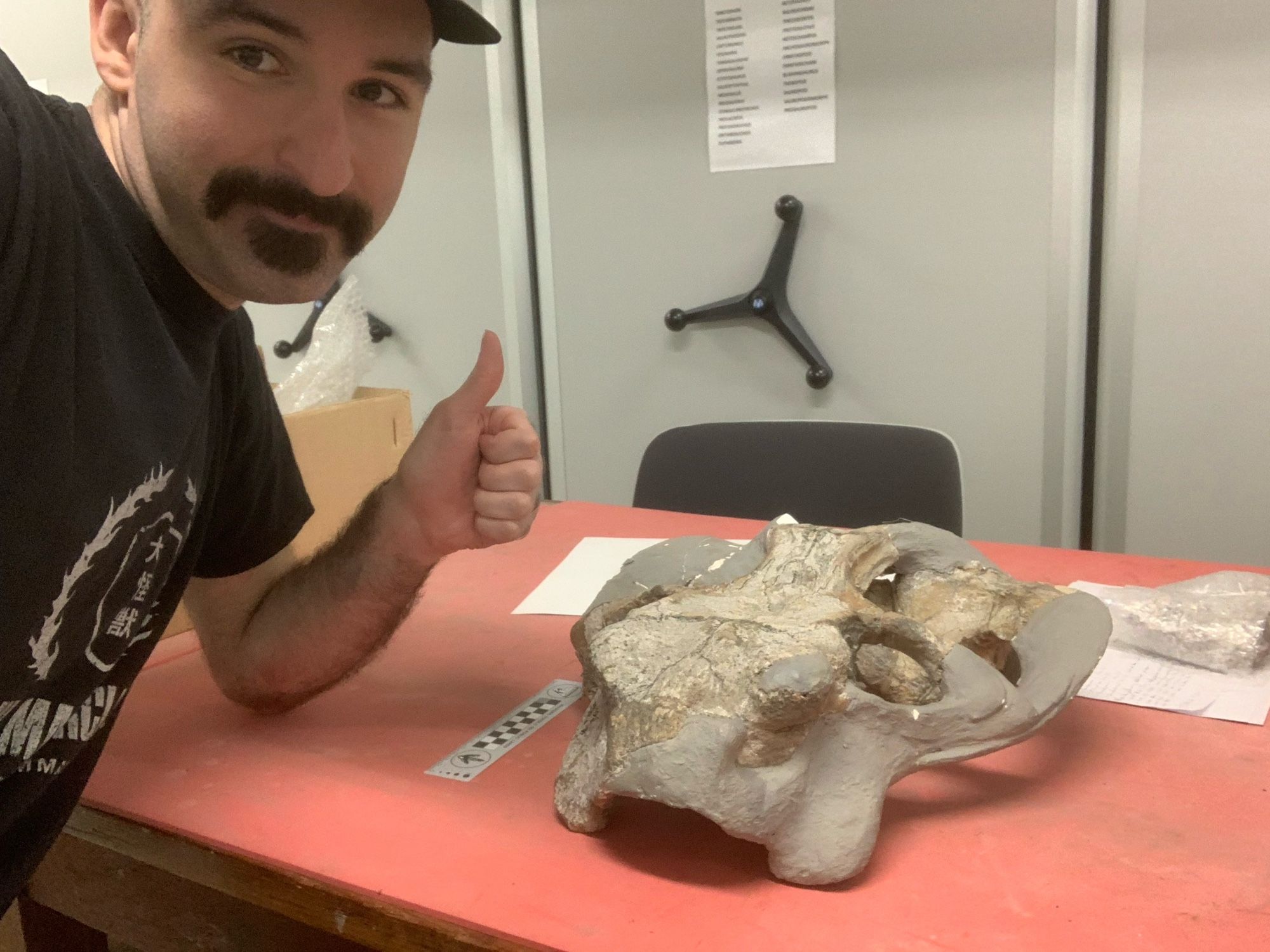 Within a museum collections room, an Aulacephalodon (dicynodont) skull sits on a table. The skull is large, wide and partially reconstructed. I lean on the table, smiling and giving a thumbs up