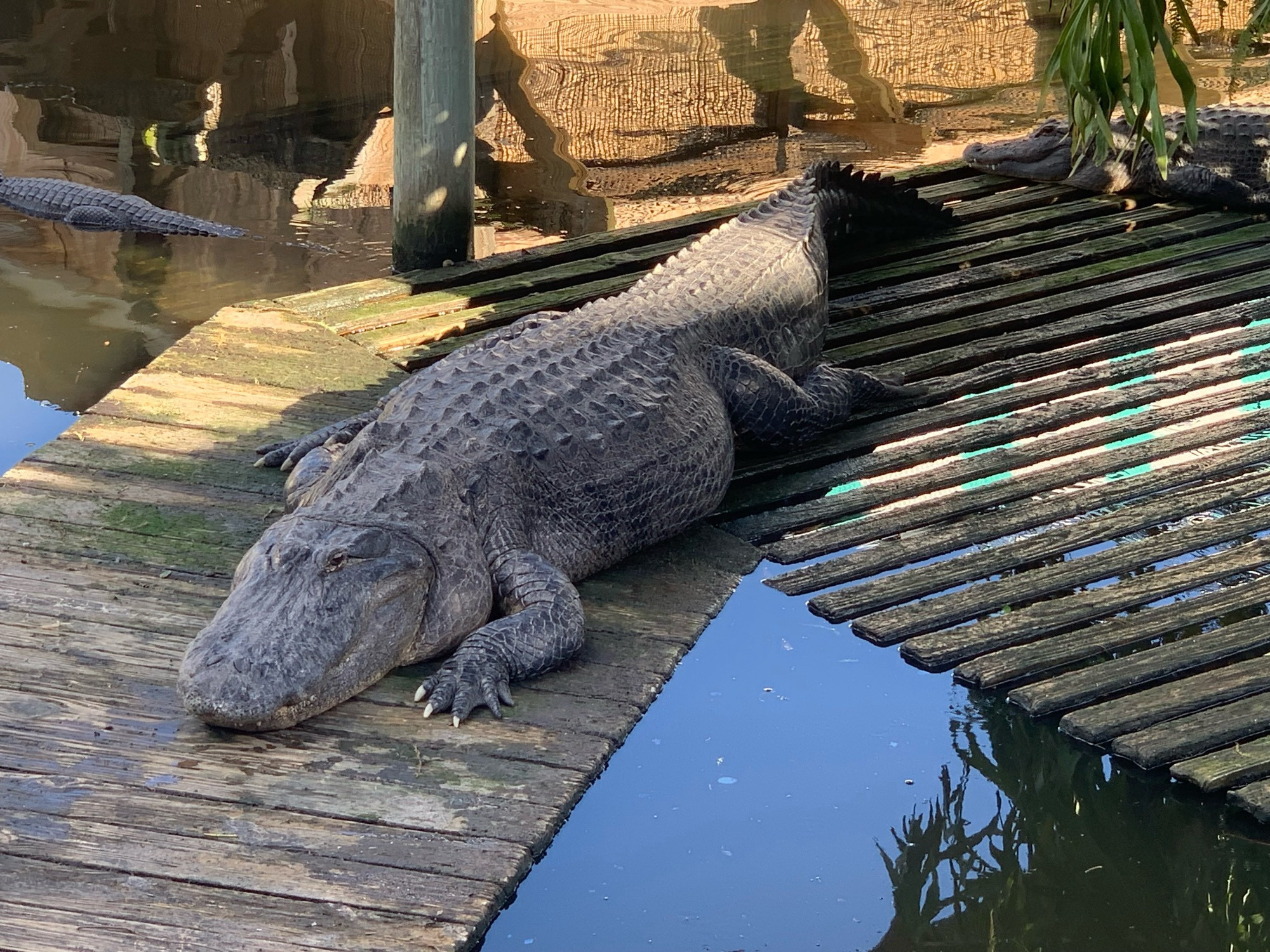 A large American alligator rests on a wooden platform