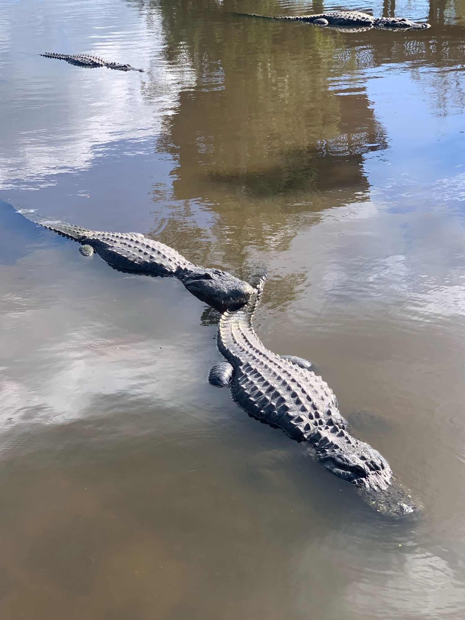 Two American alligators chill in shallow water. One rests its head on the other’s tail